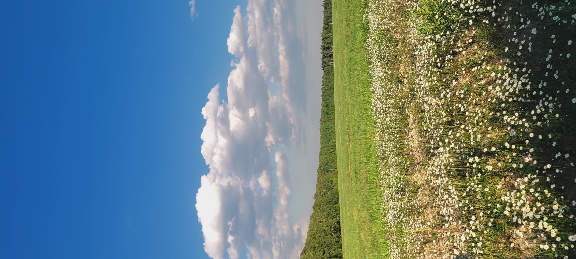 The image captures an expansive outdoor natural landscape under a bright blue sky, located in Unknown, Unknown. The upper portion of the frame features a clear, vivid blue sky, with a horizontal band of fluffy white cumulus clouds stretching across the middle of the sky. Below the cloud band, a dense, continuous line of dark green trees forms the horizon, marking the edge of a forest. The foreground and mid-ground are dominated by a vast, light green field. The front half of this field is thickly covered with numerous small white flowers, likely daisies, interspersed with green grass and some visible patches of light brown soil. The field recedes towards the distant tree line. The scene is well-lit by natural daylight. No people or specific actions are depicted.