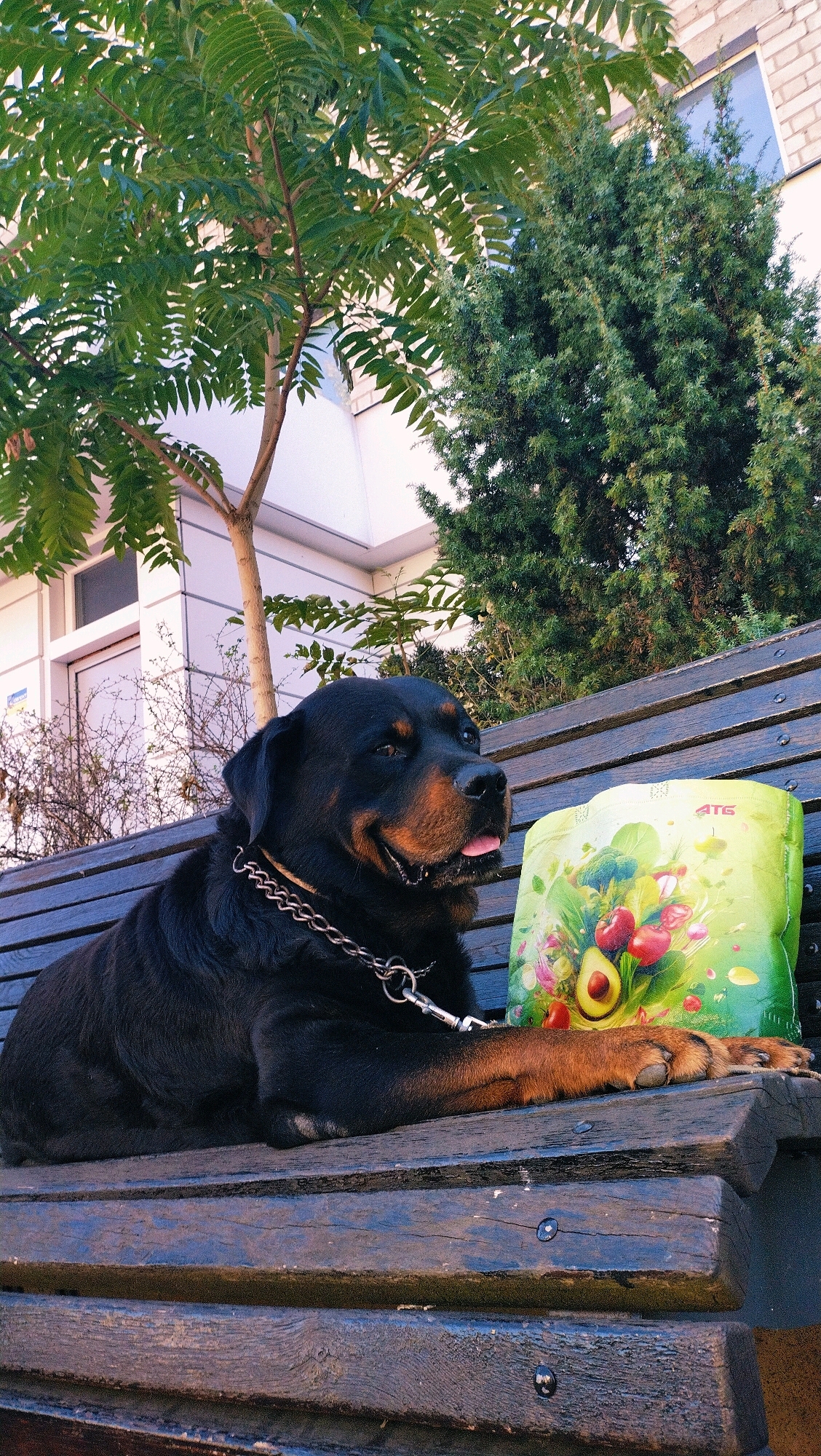 A black Rottweiler with tan markings lies on a weathered wooden park bench. The dog is wearing a silver chain collar with a leash attached. To the dog's right is a brightly colored, patterned bag featuring vegetables and an avocado. Behind the bench, a building with white brick and windows is visible, along with lush green trees and bushes. The scene appears to be in Horishni Plavni, Ukraine.
