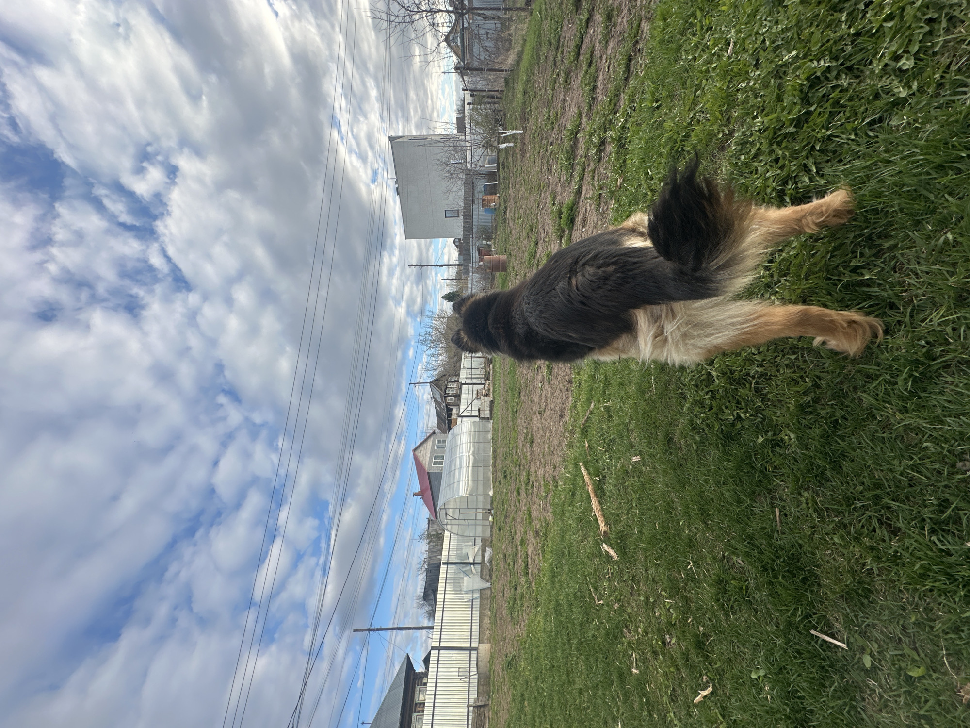 The photo shows a large, long-haired dog, possibly a German Shepherd mix, lying on green grass in what appears to be a backyard or open field. The sky is partly cloudy with visible power lines. In the background, there are residential buildings, including a white rectangular structure and a greenhouse. The overall scene suggests a suburban or rural setting. There is no verifiable evidence to pinpoint the location to the city of Chaikovsky, Russia.