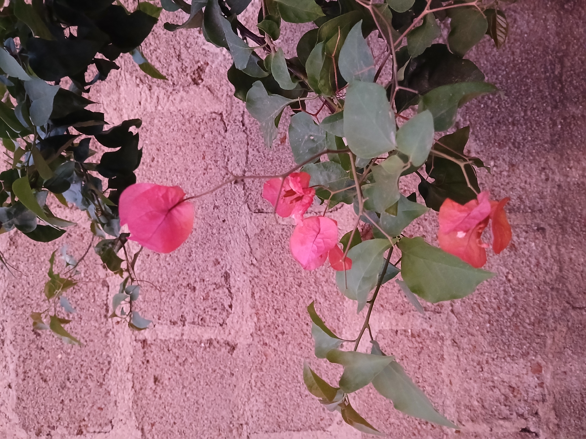 A bougainvillea vine with pink and red flowers and green leaves hangs against a light pink textured wall. The image may be taken in Jos, Nigeria but lacks any specific details that would confirm the location. There are no people present. The focus is on the plant and the wall.