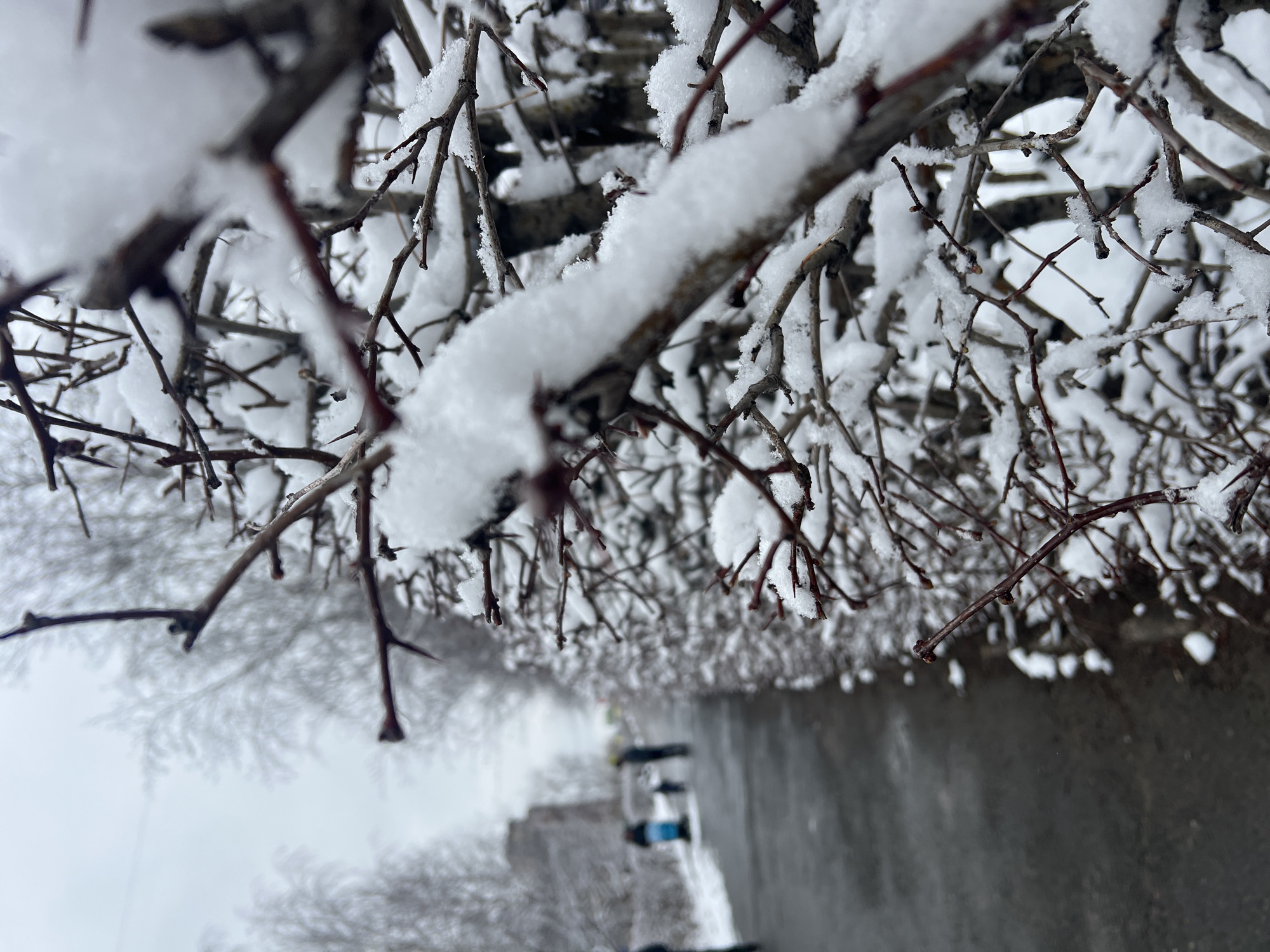 The image shows tree branches covered in snow. Below the branches, there is a road or path. A blurry object with blue and black parts can be observed. The location is presumably Perm, Russia, as the request specified the city. There are no people in the shot. The subject is winter scenery, with snow on branches near a road.