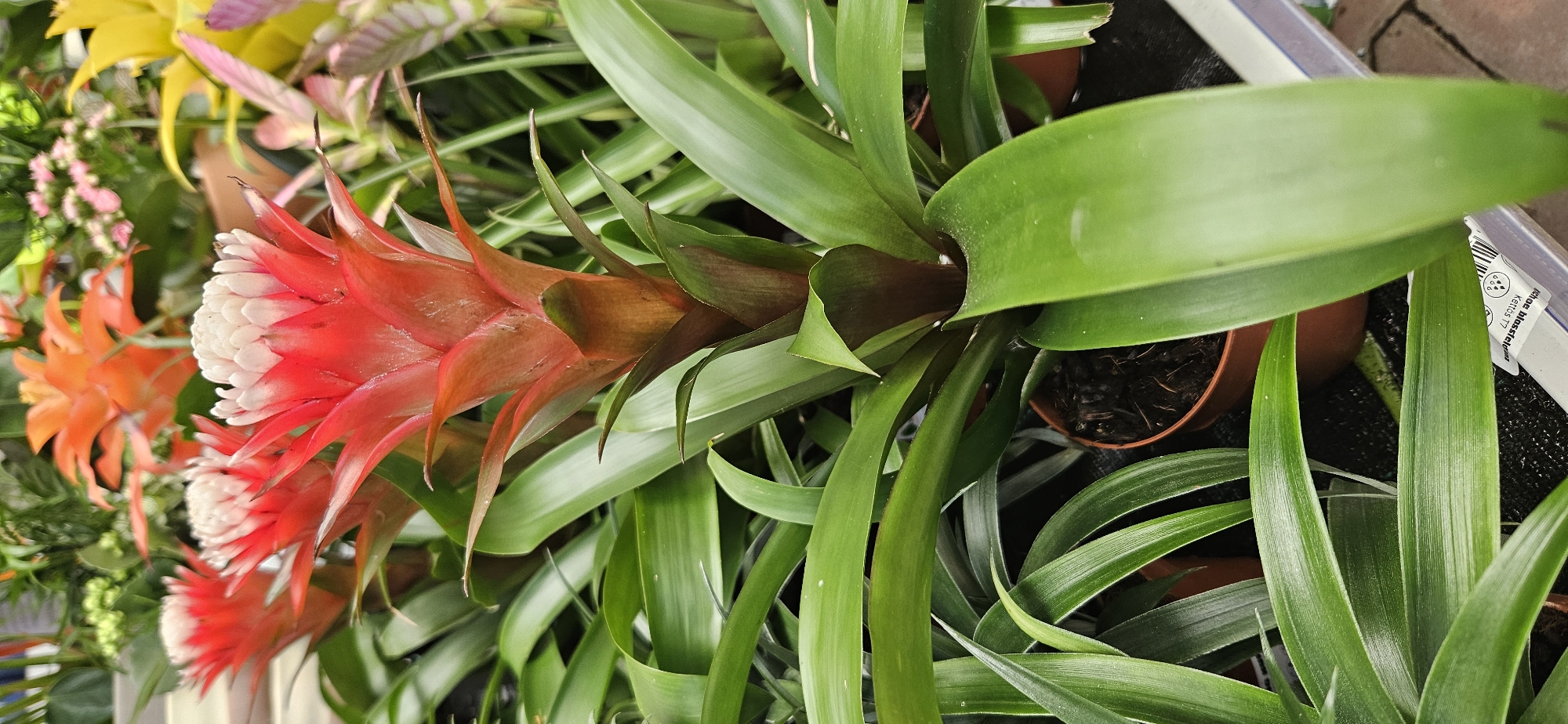 This is a close-up, eye-level, vertical, outdoor photograph of a vibrant bromeliad plant with a bright red and white inflorescence. The plant is lush and green, with long, glossy leaves. The flower is the main focal point, with its striking red bracts and delicate white petals. In the background, other colorful flowers, including orange and pink blooms, are visible, suggesting a garden center or nursery setting. The lighting is bright and even, highlighting the rich colors of the plants. The overall impression is one of natural beauty and vibrant life. No people or animals are present in the image. The image was taken in Keszthely, Hungary.