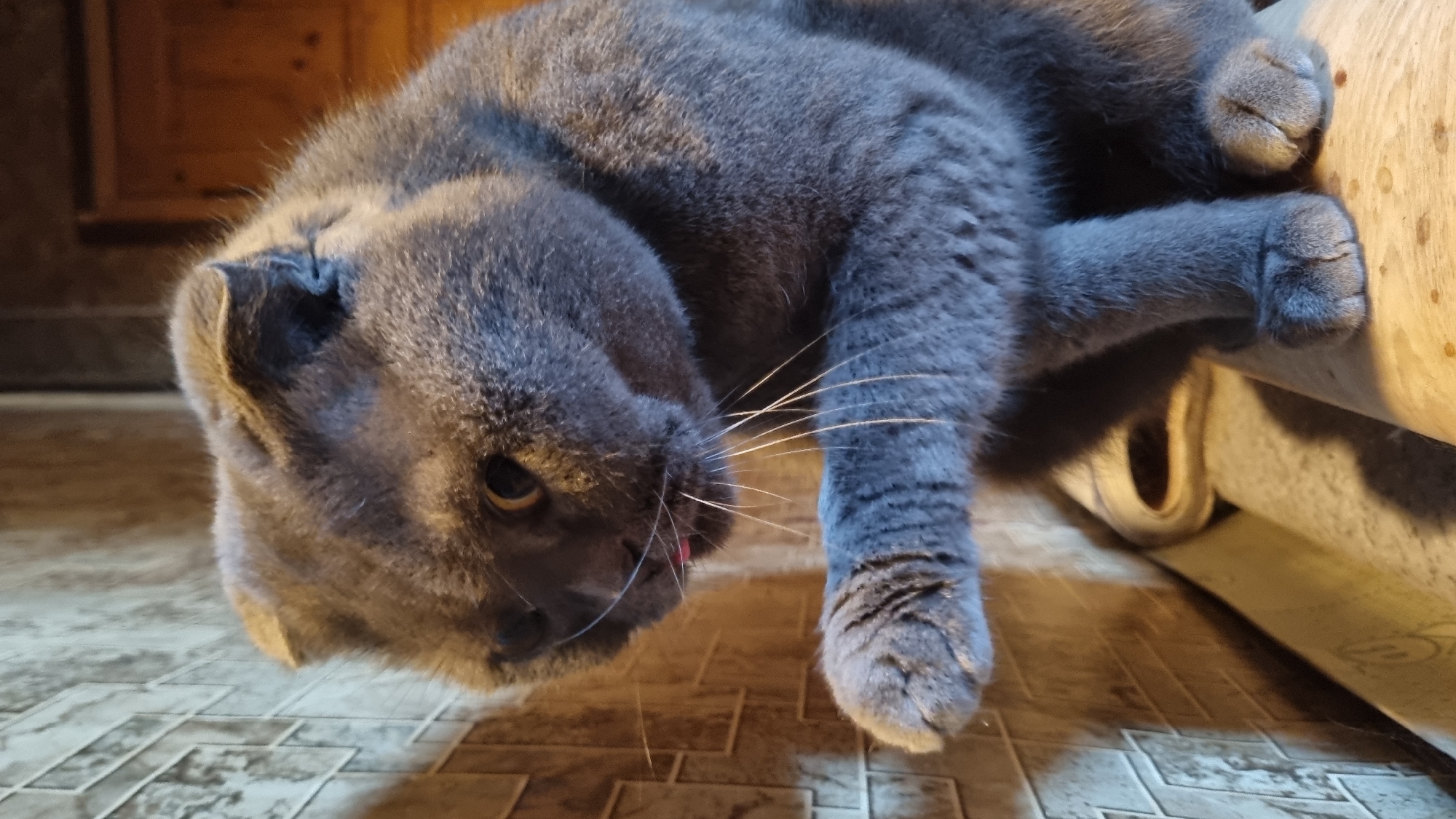 A close-up, eye-level, vertical shot shows a gray Scottish Fold cat sitting indoors, likely in a room in Vysokoe, Russia. The cat is positioned on a light-colored surface with some reddish-brown speckles. Its left front paw is extended forward, and a small pink tongue is visible, sticking out from its mouth. The cat's head is turned to the left, and its ears are folded down, characteristic of the breed. The background features a textured wall with a light-colored, possibly patterned, surface on the left, and a darker, wooden element on the right. The lighting creates shadows on the left side of the cat and the wall.