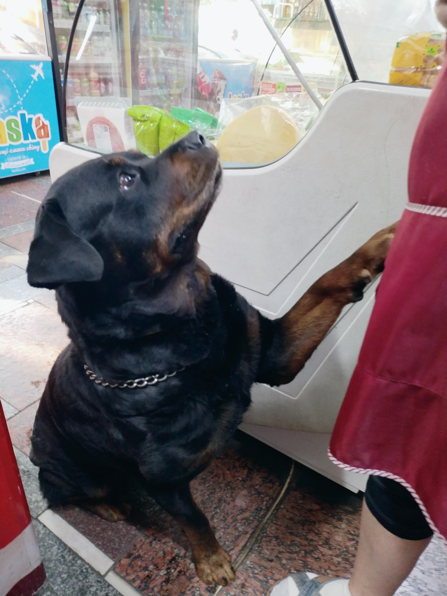 A Rottweiler dog is sitting by a counter in what appears to be a store, with its paw resting on the counter. The dog is looking upwards and to the right. Behind the dog and counter, there are refrigerated display cases filled with various products, including what looks like packaged meats and drinks. A person wearing a red apron is partially visible on the right side of the image, next to the dog. The flooring is tiled. The overall impression is a scene inside a small shop or convenience store in Horishni Plavni, Ukraine.