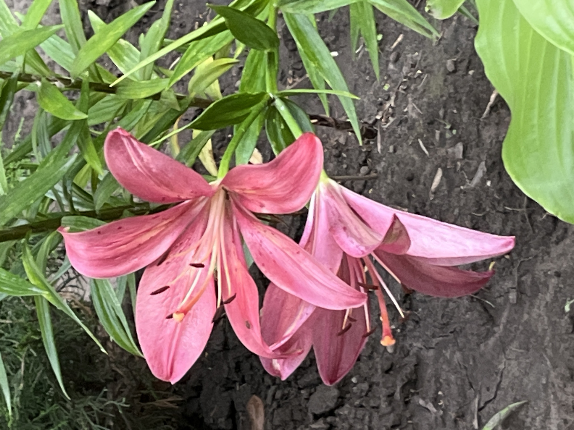 This media file features a close-up, eye-level shot of two pink lilies in bloom, set against a backdrop of dark soil and green foliage. The lilies are the primary subjects, with their large, trumpet-shaped petals unfurling and showcasing delicate stamen tipped with dark anthers. The flowers are a vibrant pink, with some subtle variations in hue, suggesting a natural setting.
The surrounding environment is characterized by rich, dark soil, with small twigs and debris scattered across its surface. Lush green leaves from the lilies and other plants provide a contrasting texture and color to the darker ground. One prominent, large, light green leaf is visible on the right side of the frame, partially obscuring the soil and adding depth to the composition.
The lighting suggests it might be daytime, possibly overcast or in soft light, as there are no harsh shadows. The overall atmosphere is one of natural beauty and tranquility, with the focus solely on the floral subjects. There is no discernible text or any human presence in the image. The context provided indicates the location is Dnipro, Ukraine.