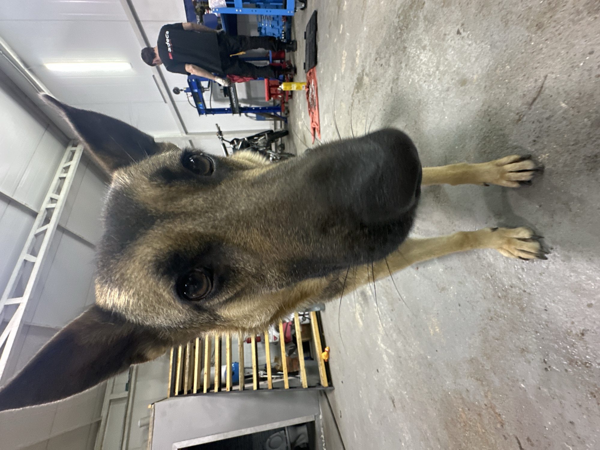 This is a low-angle, close-up, eye-level, full-body shot of a German Shepherd dog standing on a concrete floor in what appears to be a workshop or garage. The dog's head dominates the foreground, with its nose and snout extending towards the camera. Its ears are perked, and its dark eyes are looking directly at the viewer. The dog has tan and black fur. In the background, a man wearing a black t-shirt with a logo and dark pants is standing near some machinery. There are also shelves with various items, a red stool, a yellow can, and a red rag on the floor. The environment is indoors, with fluorescent lighting visible on the ceiling. The floor is dirty and shows signs of wear. The location is stated to be Blagoveshchensk, Russia.