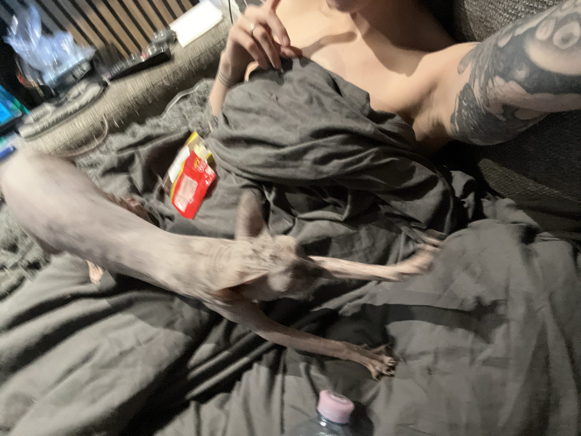 A person is reclining on a gray couch, partially covered by a gray blanket, with a hairless cat lying on the blanket. A bag of snacks is on the blanket next to the person. A water bottle is also on the blanket near the cat's outstretched paw. The person has tattoos on their left arm and is wearing a ring on their hand. The image also shows a partial view of some electronics and a plastic bag in the background. It is not possible to verify the location within the city of Khimki, Russia from this image.