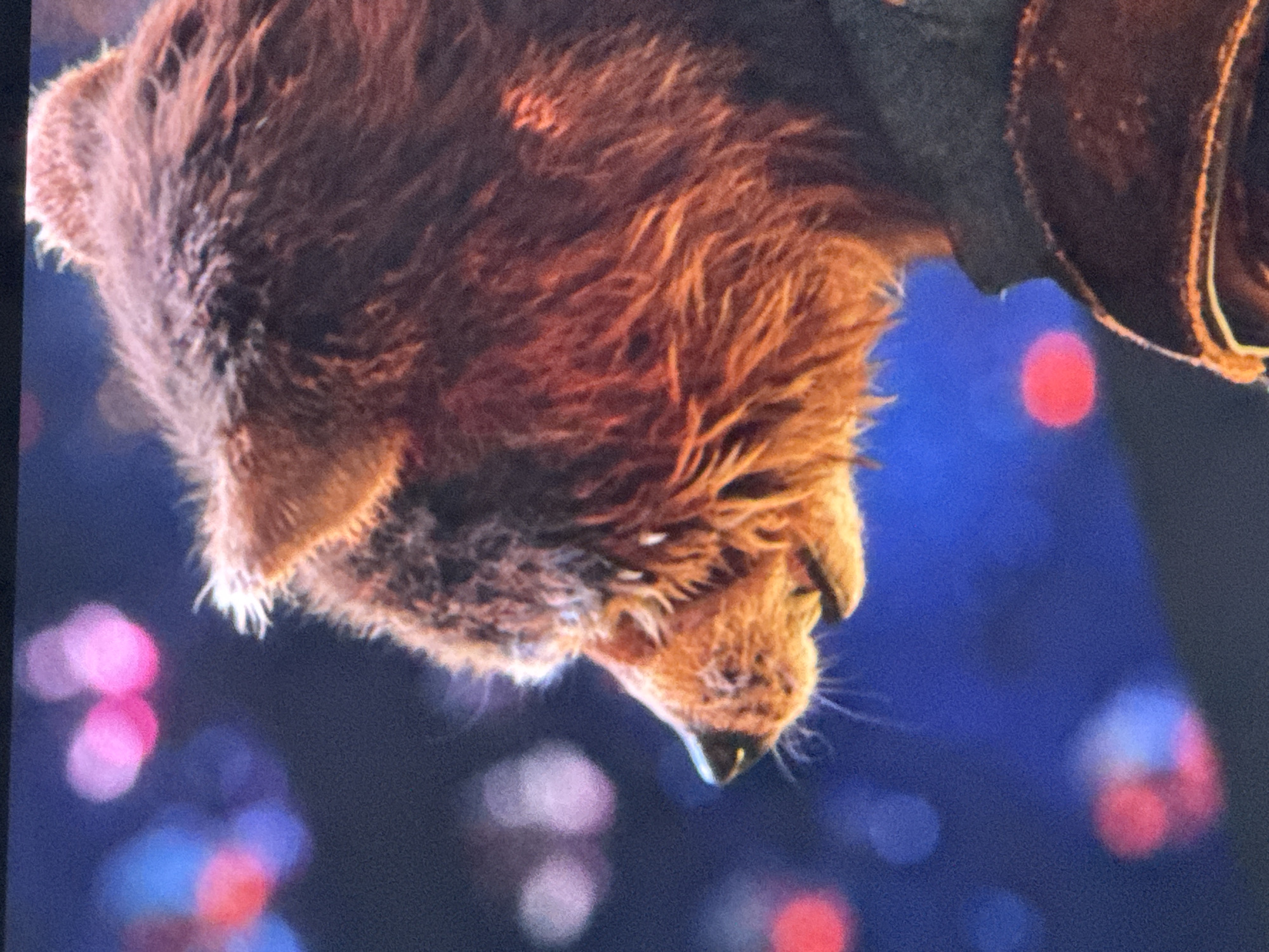 The image is a close-up, side profile shot of a CGI animated bear, likely a character from a film or video game, with a detailed, furry texture. The bear is looking to the left, with its mouth slightly open. The background is a dark, out-of-focus bokeh of lights in various colors, including pink, blue, and red. The bear appears to be wearing some sort of dark clothing or armor around its neck and shoulders. There is no identifiable location in the city of Riga, Latvia, present in the image. The scene is not a real-world photograph, but rather a digital rendering.
