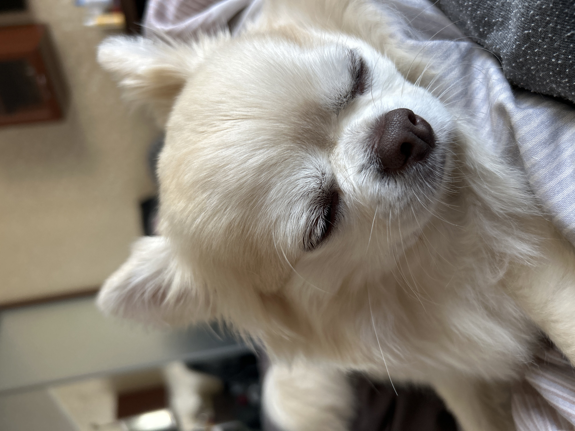 A close-up, eye-level shot captures a light-colored chihuahua dog with its eyes closed, appearing to be asleep or resting. The dog is positioned diagonally, with its head in the foreground and slightly to the right of the frame. Its fur is a pale cream color, and its ears are perked up slightly. The dog's nose is a dark brown, and its eyelashes are visible. The dog is resting on a surface covered with light-colored fabric that has subtle vertical stripes, possibly a blanket or bedding. In the background, the scene is blurred, showing hints of indoor furniture, including what appears to be a mirror or window reflecting a room with wooden accents. The lighting suggests an indoor setting. The specific location in Moskovskiy, Russia, cannot be determined from the visual information provided.
