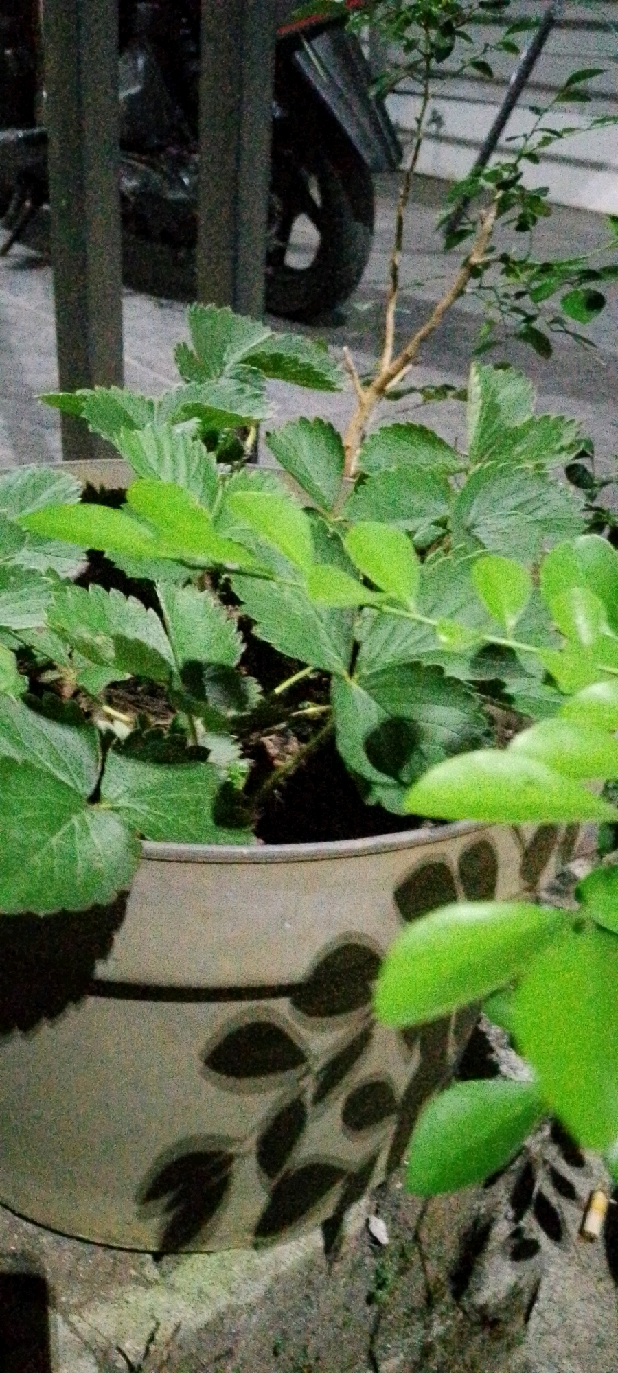 In Sukamukti, Indonesia, a close-up shot focuses on a potted plant with vibrant green leaves. The pot itself is light-colored with a decorative pattern of dark leaves. Behind the plant, a motorcycle is partially visible, with its wheel and frame suggesting it's parked. The background appears to be a street or pavement, with some debris on the ground. The scene is illuminated by a light source that casts shadows, creating a slightly moody atmosphere. No people are present in the image.