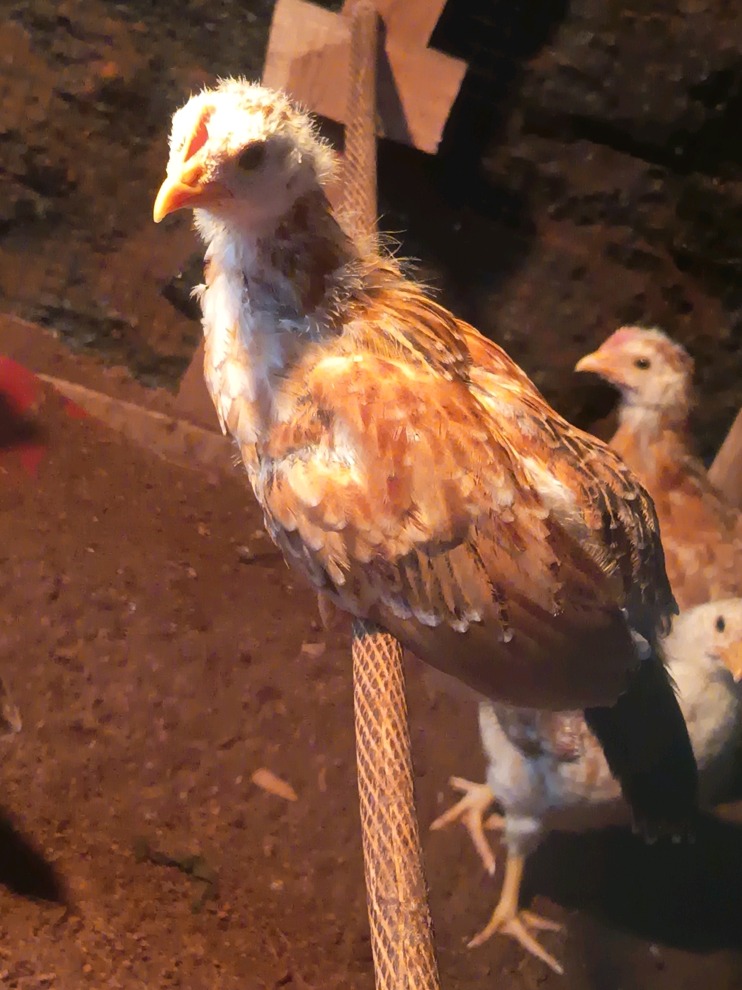 An image shows a group of young chickens, or chicks, in an outdoor enclosure. The chicks have a mix of light brown and white feathers and are standing on a dirt ground. One chick in the foreground is perched on a textured pole, while others are visible in the background. The lighting suggests it may be late afternoon or early evening, with warm tones illuminating the scene. The environment appears to be a rustic, possibly rural, setting, consistent with a farm or backyard animal pen. The chicks are the primary subjects, with their activity of standing and observing their surroundings being the main action. The image does not depict any individuals or activities specific to Kalipenggung, Indonesia, beyond the general observation of farm animals in an outdoor setting.