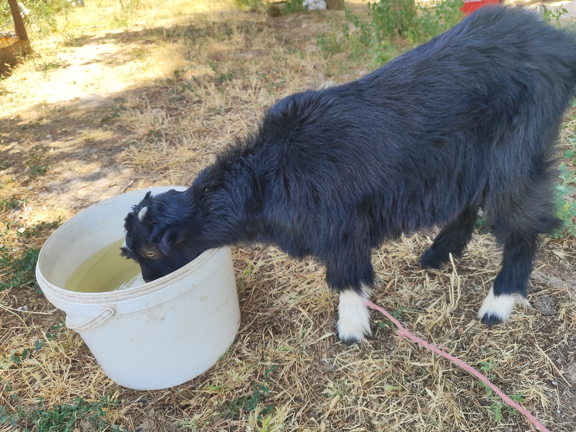 In Sultonobod, Tajikistan, a black goat with white markings on its legs is drinking water from a white bucket. The goat is standing on dry, yellow grass under the dappled shade of trees. A pink rope is tied to the goat's hind leg. The environment appears to be outdoors, possibly a farm or rural area.