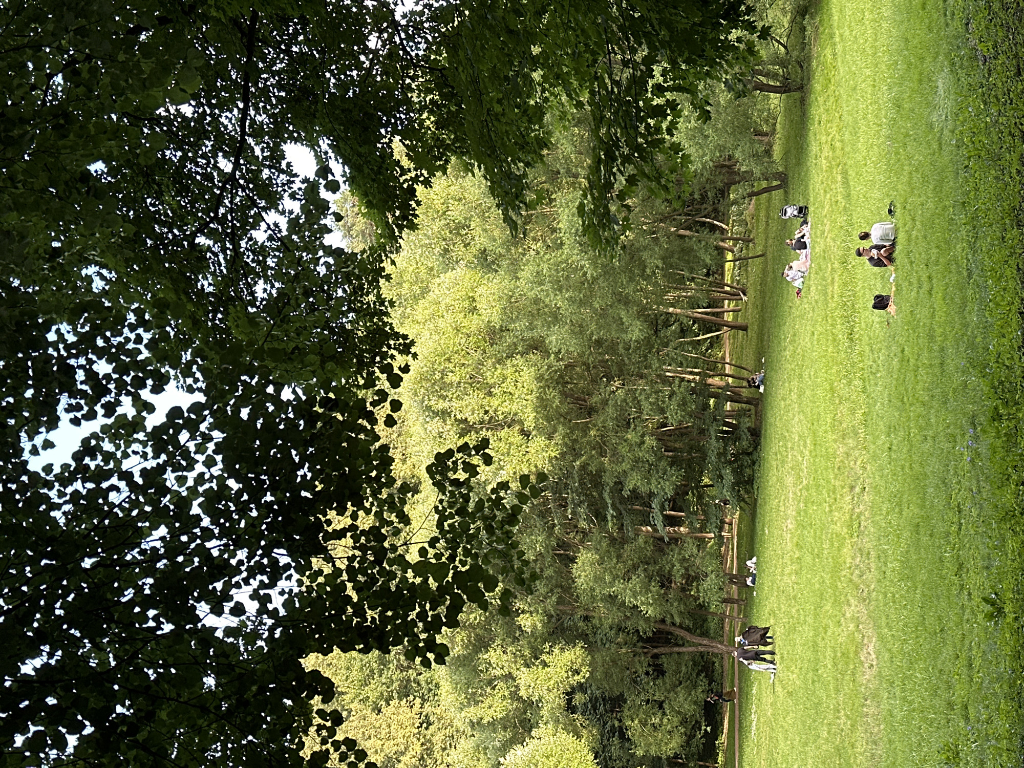 The image depicts a serene park scene, likely taken in Moscow, Russia, given the context of its likely origin. In the foreground, a lush green lawn slopes gently upwards, dotted with small purple flowers. In the mid-ground, several groups of people are enjoying a leisurely day outdoors. One group of three individuals is gathered on a picnic blanket, while another, comprising two people, sits on the grass facing each other. Further back, a larger group of people are scattered across the lawn, some sitting together, others spread out. A baby stroller is visible amongst them. To the left, a group of four people in dark clothing walk together. In the background, a dense forest of tall trees with vibrant green foliage creates a natural backdrop. The sunlight filters through the leaves, casting dappled shadows on the grass and illuminating the scene with a warm glow. The overall atmosphere is one of tranquility and relaxation, with people enjoying the natural beauty of the park.
