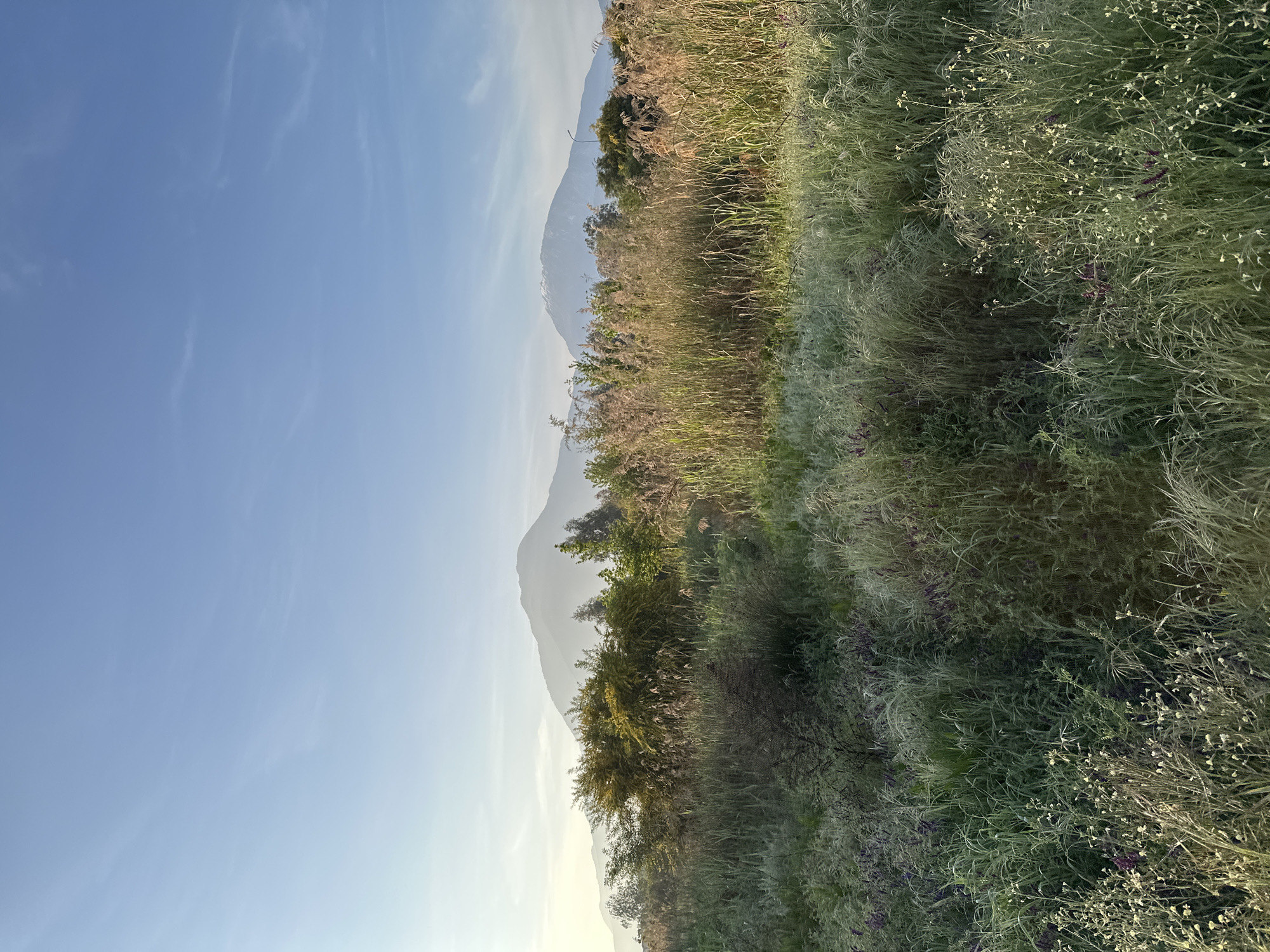 The image displays a natural landscape situated in the Fethiye, Turkey region, under a clear, light blue sky containing minimal, wispy cloud formations. In the distant background, two large mountain peaks are visible, partially obscured by atmospheric haze. The mountain on the right distinctly features patches of snow or bright rock near its summit. The mid-ground consists of a dense, horizontal band of mixed vegetation, comprising green and yellow-leafed trees, various shrubs, and clusters of tall, light-brown, dry reeds. The foreground is dominated by diverse green grasses and wild plants, with small purple wildflowers interspersed throughout the lower-left and central areas. Additionally, clusters of tiny white or pale yellow wildflowers are visible in the bottom-center and right portions of the frame. The scene is illuminated by soft, diffuse light, indicative of either early morning or late afternoon conditions. No human figures, animals, or artificial structures are present or discernible within the depicted environment.