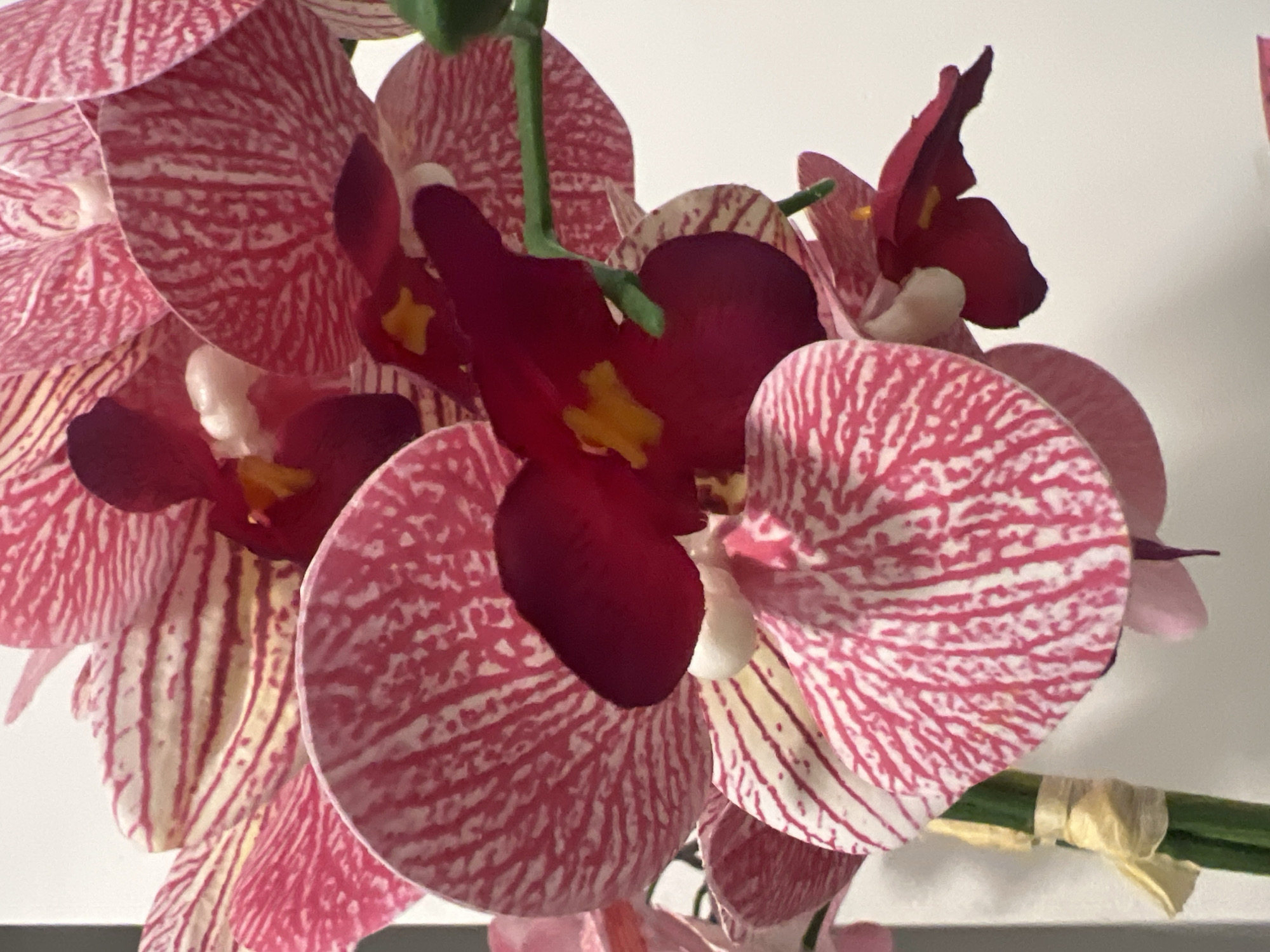 This is a close-up, vertically oriented, indoor photograph of artificial pink and white striped orchids with dark red centers. The flowers are clustered together, obscuring most of the background, which appears to be a plain white wall. The lighting is even and highlights the delicate textures and intricate patterns of the petals. There are no people, animals, or any identifiable landmarks present in the image. The scene is purely botanical, focusing on the artificial floral arrangement. The image does not contain any information that would allow for its specific location within the city of Bad Zwischenahn, Germany.