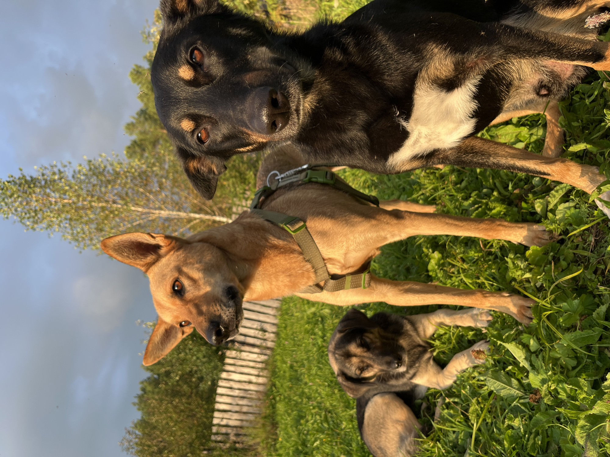 Three dogs are in a grassy outdoor area. In the foreground, a black and tan dog with a white patch on its chest is sitting and looking directly at the camera. To the left and slightly behind it, a tan dog stands with its head turned to the left, looking off into the distance. Its ears are perked up, and it is wearing a green harness. Further to the left and lying down in the grass is a third dog, primarily tan and black, with its head resting on the ground. The background shows a wooden fence, trees, and a cloudy sky. The scene appears to be a rural or semi-rural setting, possibly a backyard or park. There is no specific information in the image to indicate it is located in Nizhny Tagil, Russia.