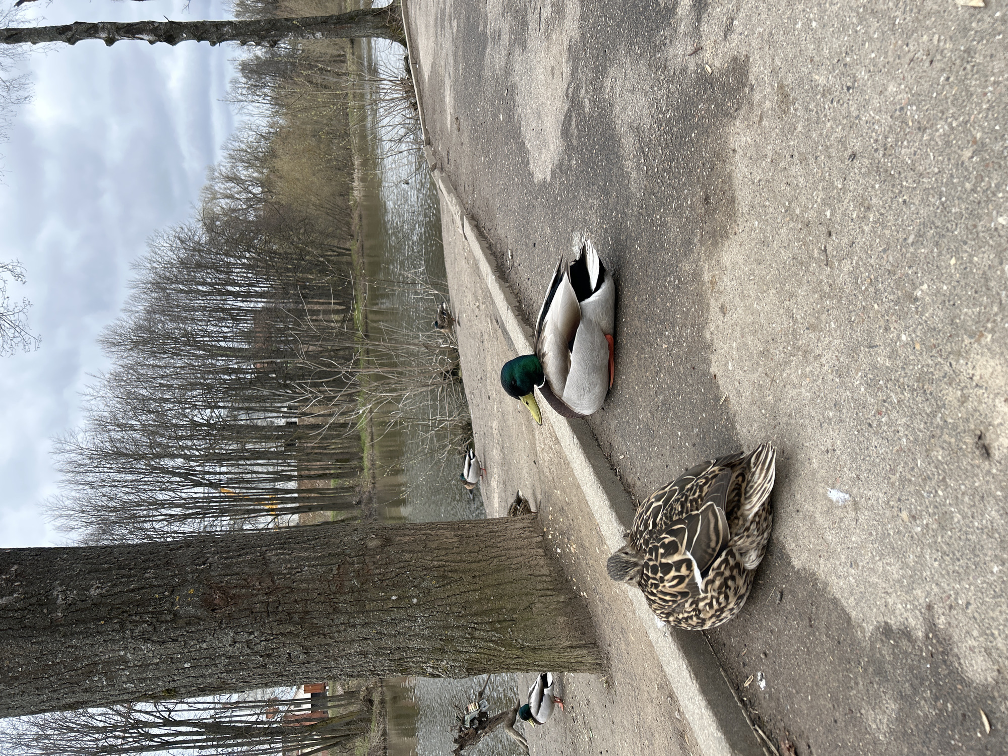 This image, captured in Klin, Russia, depicts a tranquil park or natural setting with a focus on mallard ducks resting by a body of water. Two ducks are prominently featured in the foreground, seated on a light gray concrete path. One is a male mallard, identifiable by its iridescent green head, white neck ring, and greyish-white body, largely facing away but with its head turned towards the water. The other, closer to the viewer, is a female mallard, distinguished by its mottled brown and black plumage.
In the background, other ducks are visible both in the water and along its edge. The body of water, likely a pond or river, is calm and reflects the overcast sky. The far bank is densely lined with numerous deciduous trees, their branches bare, indicating either late winter or early spring. A thick, textured tree trunk occupies the left side of the foreground, providing a strong vertical element. The sky above is largely cloudy and overcast, suggesting a daytime scene without direct sunlight. No discernible text is visible within the image.