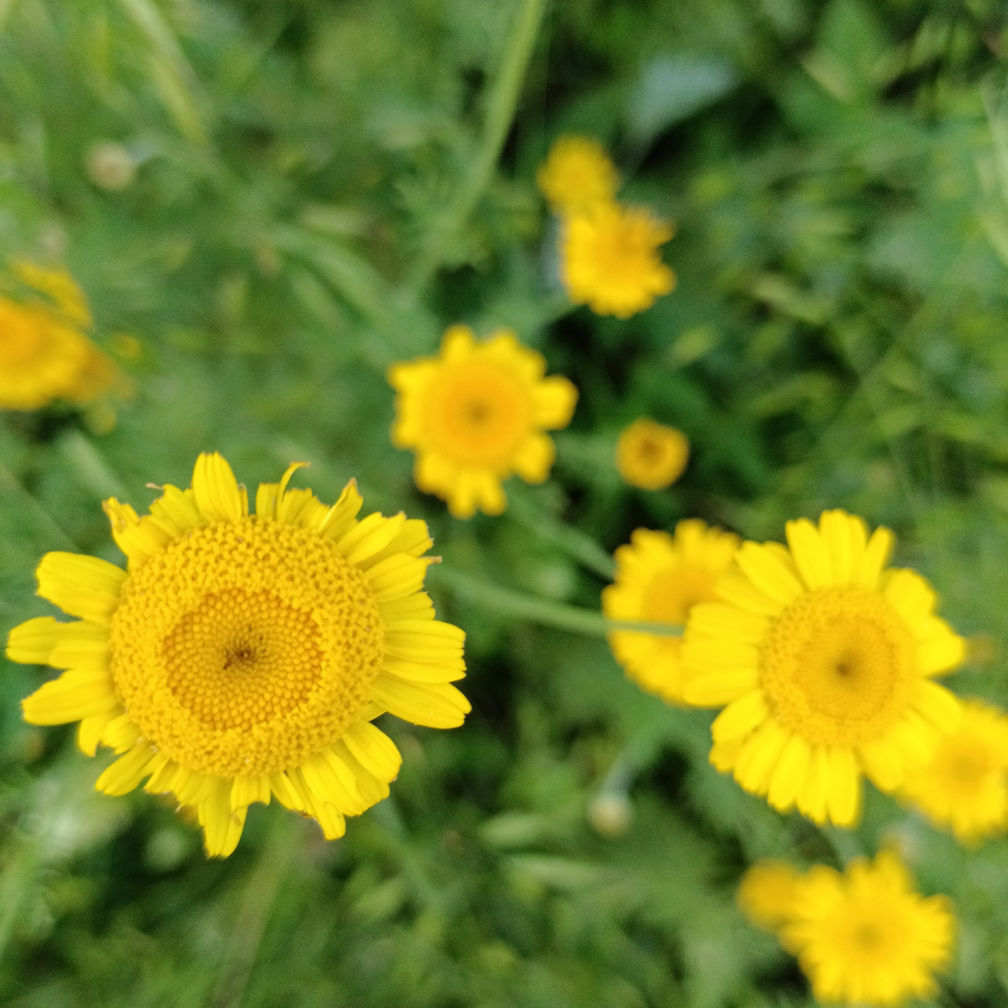 In Novokuybyshevsk, Russia, a high-angle medium shot captures a cluster of bright yellow flowers against a blurred green background. The flowers, likely daisies or a similar variety, exhibit prominent yellow centers surrounded by numerous ray florets. The shallow depth of field renders the surrounding foliage out of focus, emphasizing the vibrancy of the blossoms. The scene appears to be an outdoor natural setting, possibly a park or garden, with the overcast lighting suggesting a diffused natural light source.