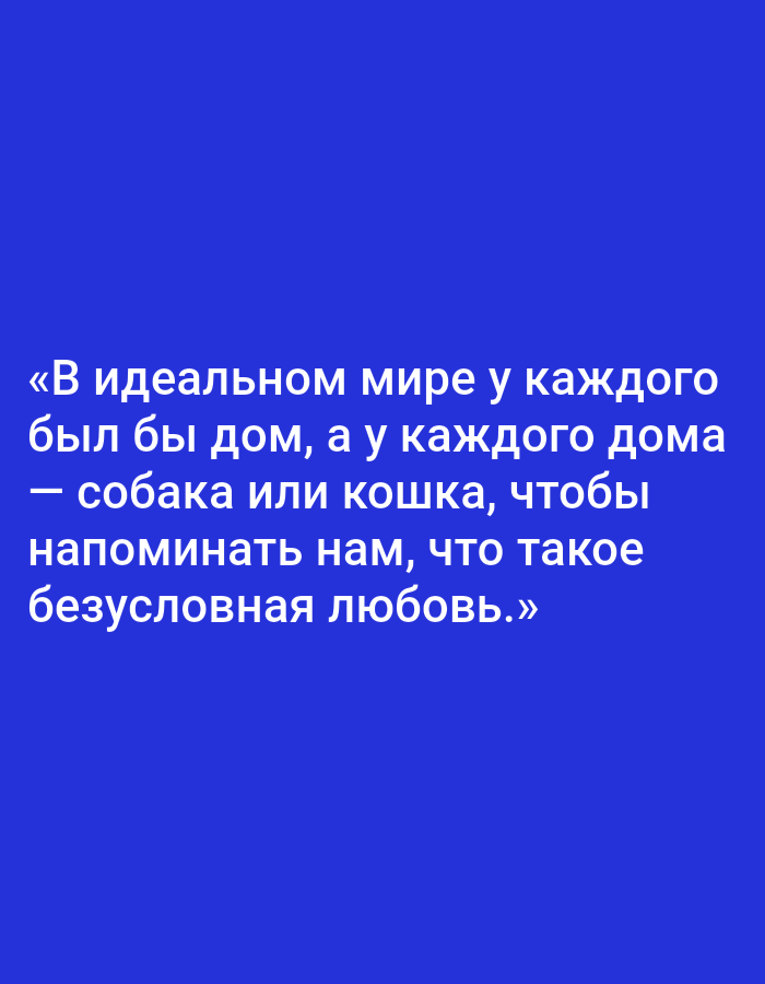 The image contains white text on a blue background. The text reads: "«В идеальном мире у каждого был бы дом, а у каждого дома — собака или кошка, чтобы напоминать нам, что такое безусловная любовь.»" This translates to: "In an ideal world, everyone would have a home, and every home would have a dog or a cat to remind us what unconditional love is." There are no people, objects, or environmental details visible in the image, nor any specific location in Degtyarsk, Russia.