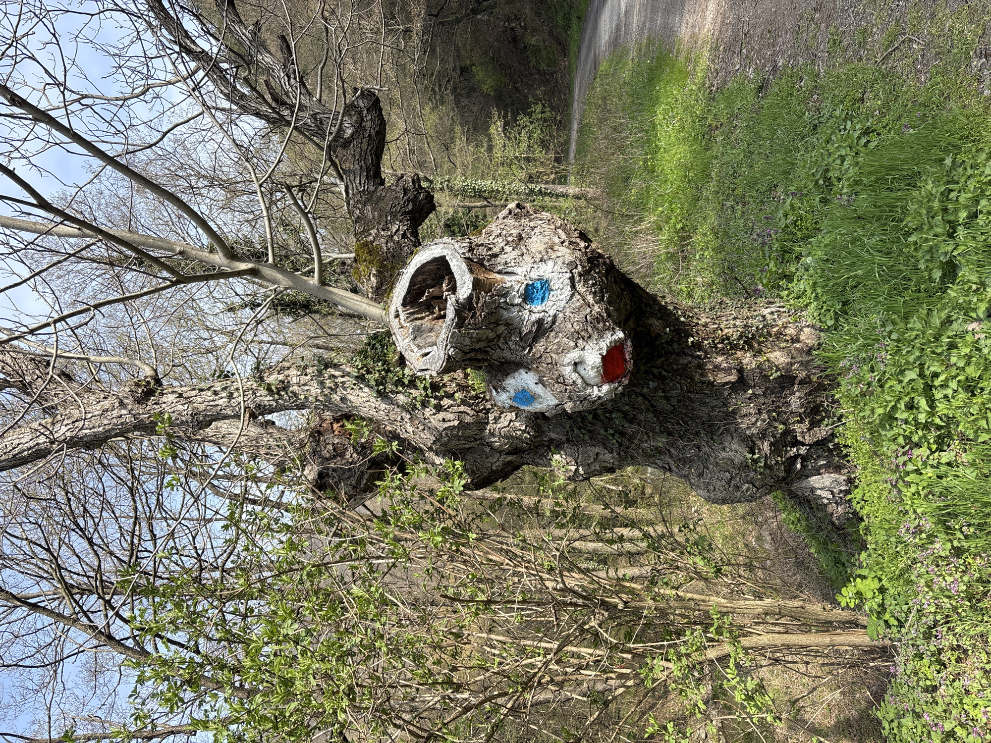 A tree trunk lies horizontally in a wooded area, likely near Gurkovo, Bulgaria, based on the potential trail marking. The trunk appears to be partially hollowed out, with a cavity on the top left side. On the front of the trunk are painted circular trail markers, one red and one blue. Foliage is present on the right and in the foreground, with trees and a path visible in the background.