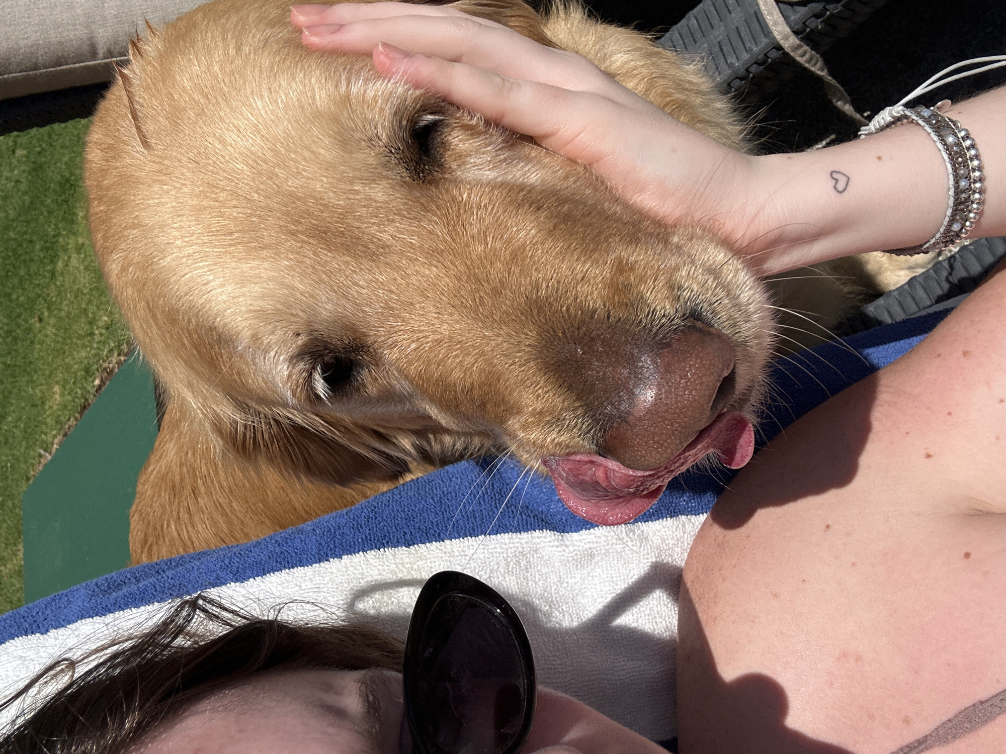 A close-up shot taken in Unknown, Unknown depicts a golden retriever dog being petted by a person with a heart tattoo on their wrist. The dog's tongue is extended, and it is near the person's shoulder and chest. The person holds sunglasses and has dark hair. A blue and white striped towel is visible beneath them. Green grass is seen in the background.