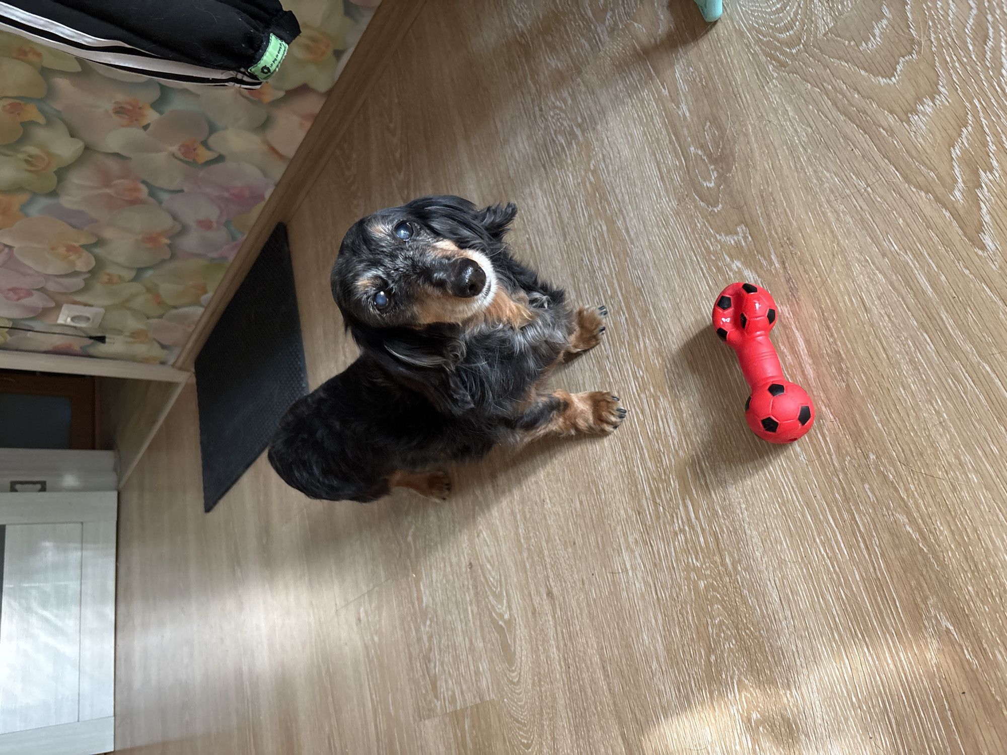 A dachshund dog is sitting on a light brown wood-grain floor next to a red rubber bone-shaped dog toy with black soccer ball designs. The dog is facing the camera, looking up. The dog is black and brown. In the background, there is a floral pattern on a surface, a black mat, and white furniture. The location appears to be indoors, possibly in a home. There is no evidence to support that this image was taken in Izhevsk, Russia.