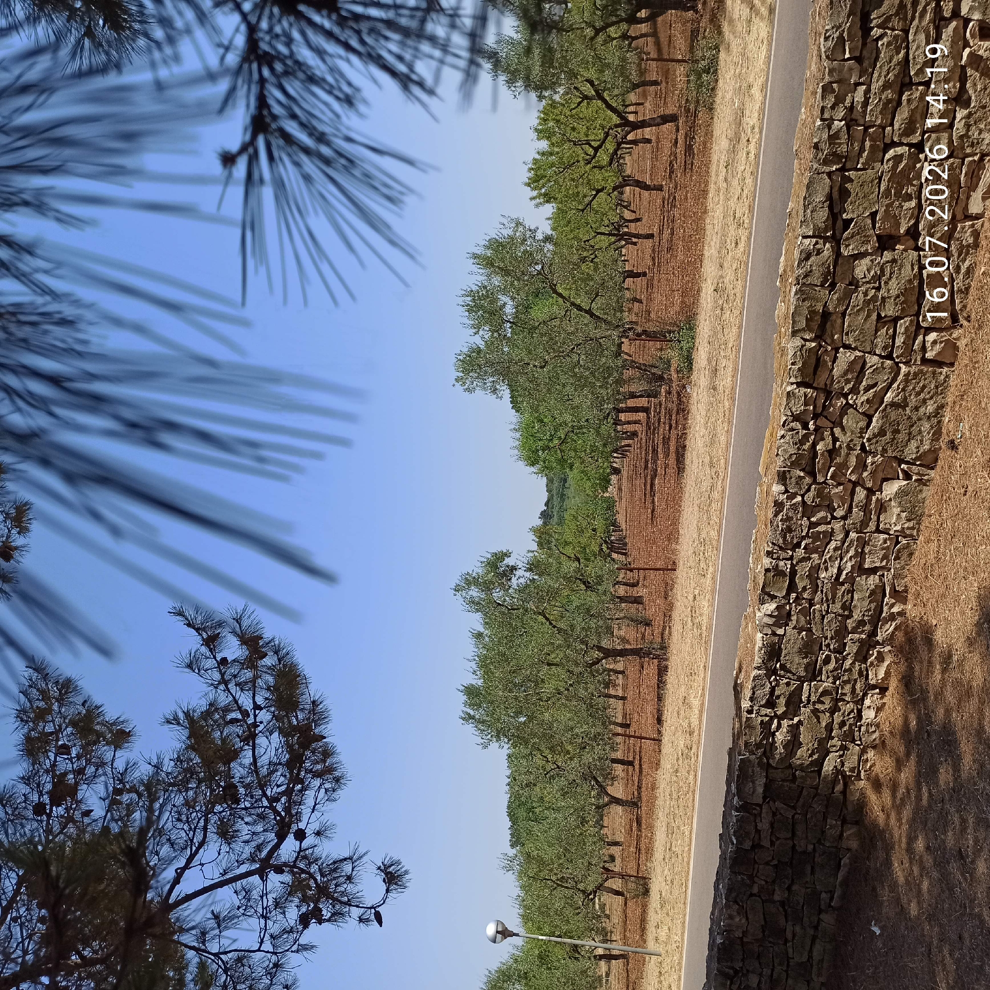 The image depicts an olive grove under a clear blue sky. In the foreground, a rustic stone wall runs horizontally across the frame. Beyond the wall, a paved road is visible, separating the wall from the grove. The olive trees are planted in neat rows, with their characteristic gnarled trunks and green foliage. The ground beneath the trees is covered in dry, reddish soil. A single lamppost stands to the left of the frame, near the road. In the upper portion of the image, pine branches with cones hang from the top, partially obscuring the sky and adding a sense of depth. The timestamp "16.07.2026 14.19" is visible in the lower right corner. The scene is one of rural tranquility, characteristic of the landscape in Grumo Appula, Italy.