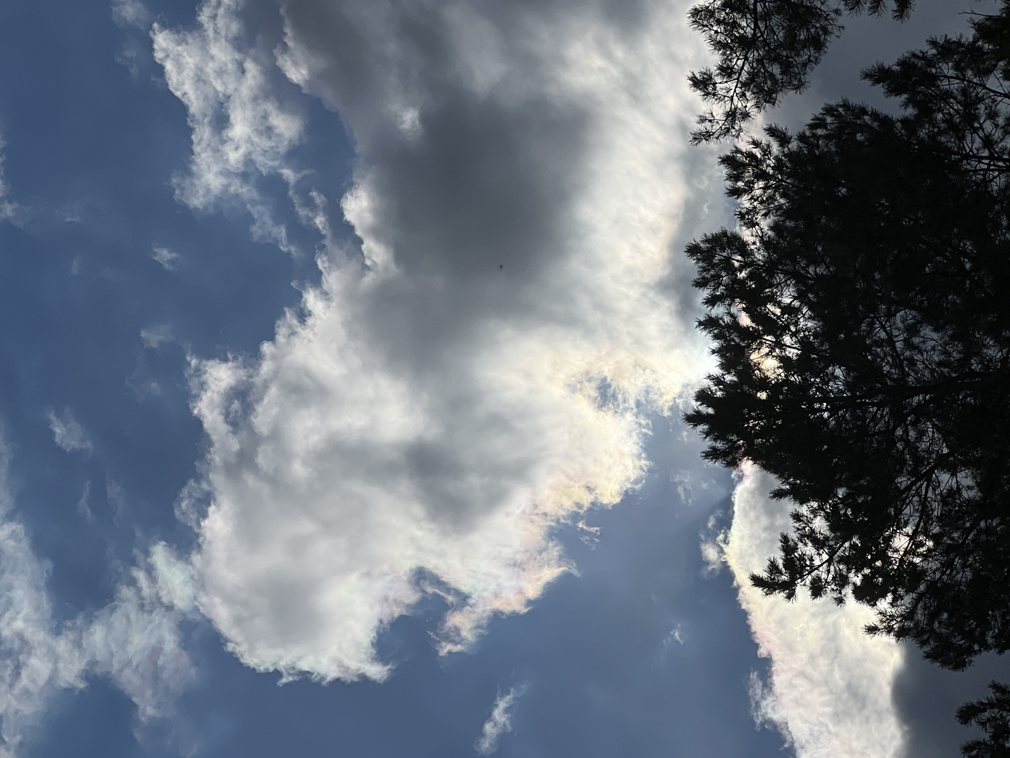 The image presents an upward view of a partially clouded sky, featuring a dynamic composition of blue sky, white and grey clouds, and silhouetted coniferous trees. Large, multi-layered clouds dominate the central and left portions of the frame. Many of these clouds display striking iridescence, with subtle rainbow-like hues of pink, yellow, and green visible along their edges, indicating the diffraction of sunlight through small water droplets or ice crystals.
Patches of deep blue sky are visible in the upper left, lower left, and lower central areas, contrasting with the clouds. The sun is not directly visible, but its light illuminates the clouds from behind, creating bright edges and highlighting the iridescence.
In the upper right and lower right sections of the image, the dark silhouettes of pine trees with their characteristic needles and branches frame the sky. These trees are heavily backlit, appearing almost black against the bright clouds and sky.
A very small, dark, and indistinct object, possibly an insect or a distant bird, can be faintly observed against a darker cloud in the upper-central part of the image. The scene depicts a daytime setting, likely late morning or afternoon, characterized by specific atmospheric conditions that produce cloud iridescence. There are no people or visible text in the image. The location context is Chaikovsky, Russia.