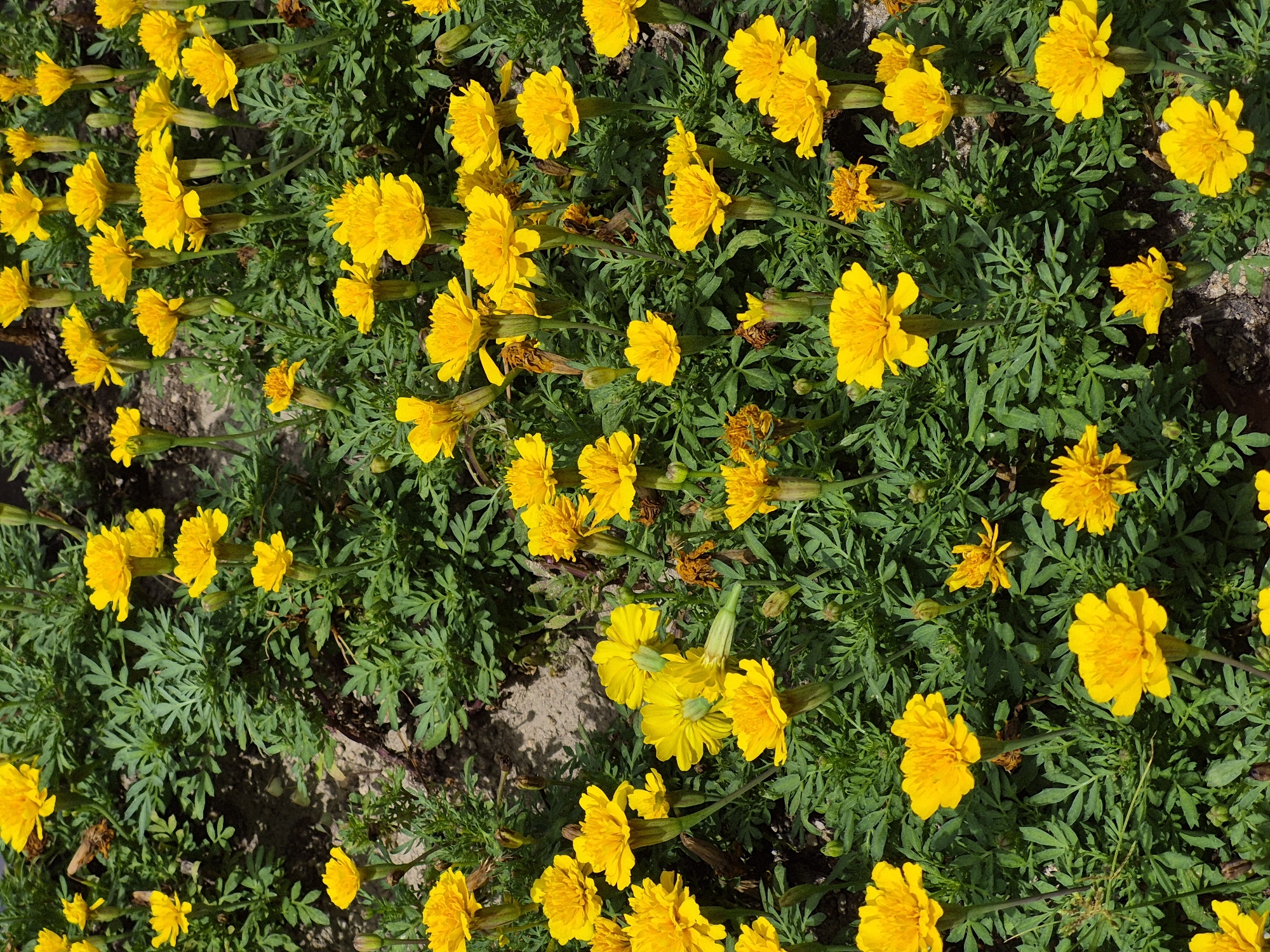 A high-angle shot displays a dense bed of bright yellow marigolds in Ansan, South Korea. The flowers, some fully bloomed and others in bud, are interspersed with lush green foliage. The soil is visible in patches between the plants. The scene is a close-up view of a floral garden, likely in a park or residential area within the city.