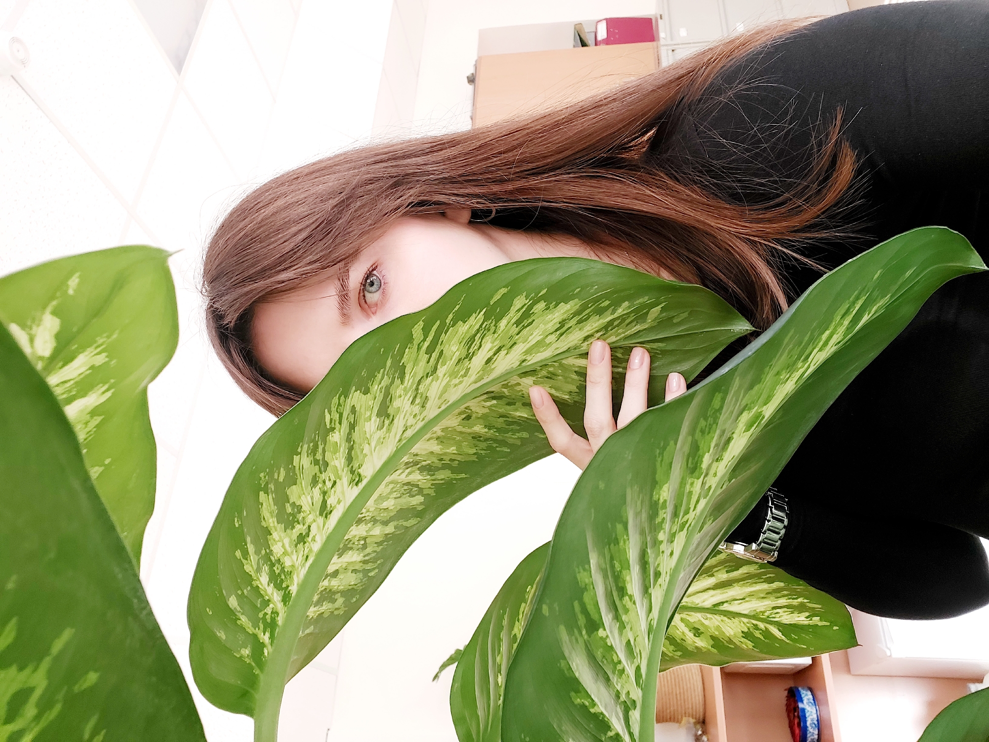 An upward-angle shot captures a young woman playfully peeking from behind large, variegated green leaves of a houseplant, likely a Dieffenbachia. Her long, reddish-brown hair cascades down, framing her face, with only her left eye and part of her cheek visible, creating a sense of intrigue. Her striking blue-green eye gazes directly towards the viewer.
She is wearing a black, possibly long-sleeved garment, and a silver-toned watch is visible on her left wrist, peeking from behind the leaves. Her fingers gently grasp one of the prominent leaves. The background is predominantly a bright, almost white ceiling or wall, with subtle hints of light-colored office-style ceiling tiles and what appears to be shelving or furniture further back. On one shelf, a small, cylindrical object with red and blue patterns can be faintly seen.
The lighting is bright and even, illuminating the scene without harsh shadows, characteristic of an indoor setting during daytime. The composition emphasizes the contrast between the vibrant green of the foliage and her warm hair, black attire, and piercing eye. The image conveys a mood of curiosity, playfulness, or perhaps a moment of candid interaction. The scene is set indoors, in Chaikovsky, Russia. No visible text is present in the image.