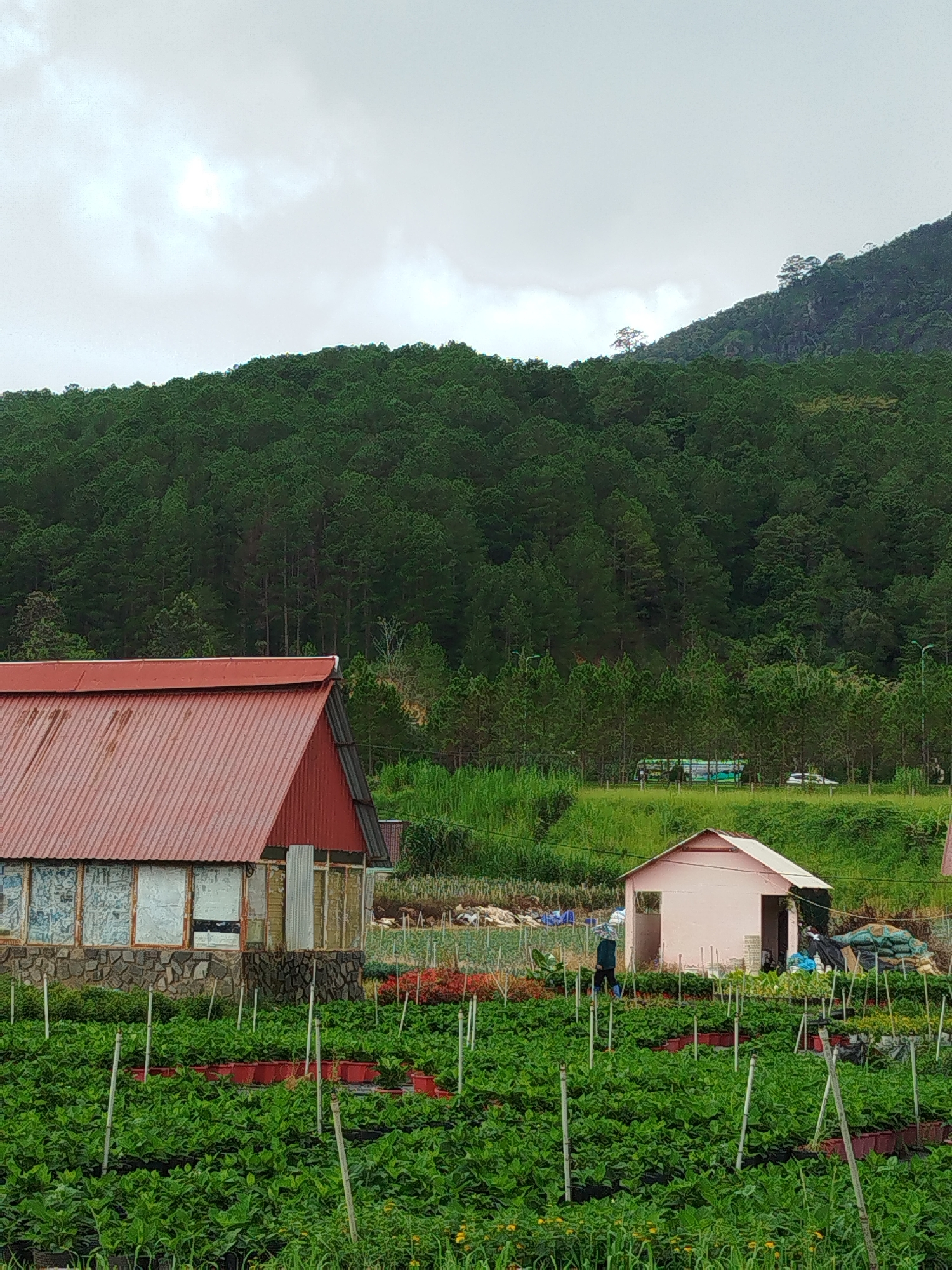 The image depicts a rural landscape in K'Long, Vietnam, characterized by agriculture and natural scenery. In the foreground, a large field of green plants, likely part of a crop, is meticulously arranged with numerous red pots and white stakes. To the left, a red-roofed building with stone foundations and glass windows stands, appearing to be a greenhouse or farm structure. To the right, a small, light pink building with an open doorway is situated in front of a garden area with blooming red flowers and various potted plants. In the background, a dense forest of pine trees covers a sloping hillside, with a clear sky overhead. A bus and a car are visible parked on a road in the middle ground, amidst scattered greenery. A lone figure, wearing a hat and dark clothing, is seen working in the garden near the pink building. The overall scene suggests a working farm or nursery in a verdant, mountainous region.