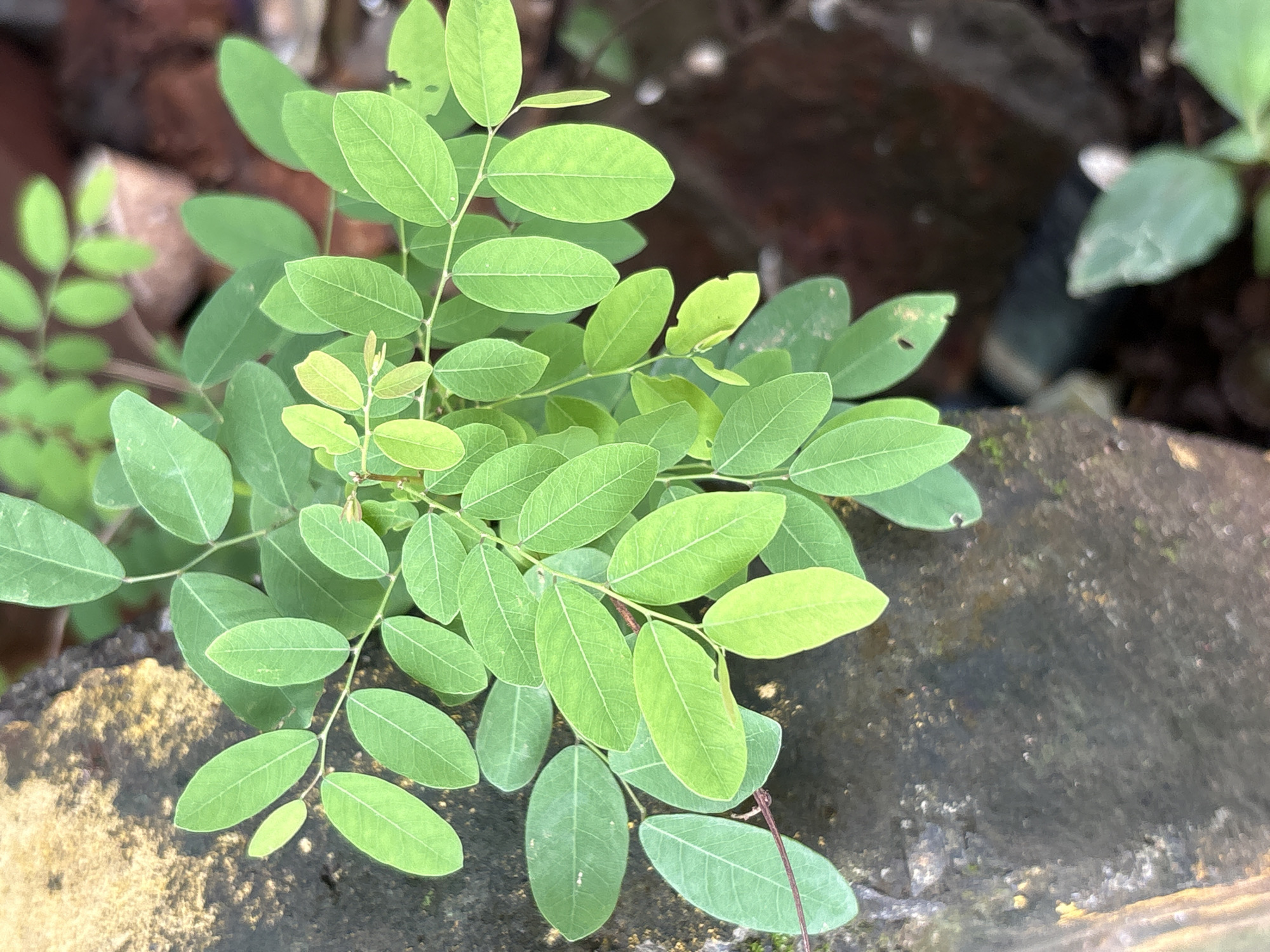 A top-down, close-up shot captures a cluster of vibrant green leaves against a textured, dull gray surface that appears to be a weathered stone or concrete wall. The leaves are arranged on delicate, reddish-brown stems, creating a natural and organic composition. The background is softly blurred, hinting at a natural environment with hints of reddish-brown soil or brick and some out-of-focus greenery. The lighting suggests an overcast day or a shaded area, providing soft illumination that highlights the details of the leaves and their intricate vein patterns. No people or specific actions are visible, rendering it a still life study of plant life. The location is identified as Agarvada, India, suggesting a tropical or subtropical climate suitable for such lush foliage.