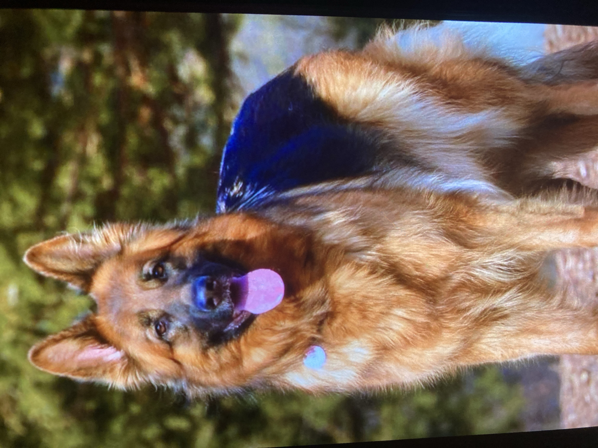 The image shows a medium to long-haired German Shepherd dog standing outdoors. The dog has a black muzzle, brown eyes, and large, upright ears. Its fur is a mix of tan, brown, and black. The dog is wearing a light blue collar with a tag. In the background, there are trees and foliage, suggesting a natural or park-like setting. The ground appears to be covered with dirt and small stones. The dog's tongue is sticking out, which is pink. The overall impression is of a healthy, alert dog in a natural environment. There is no indication of the city of Ustyvytsia, Ukraine in the image.