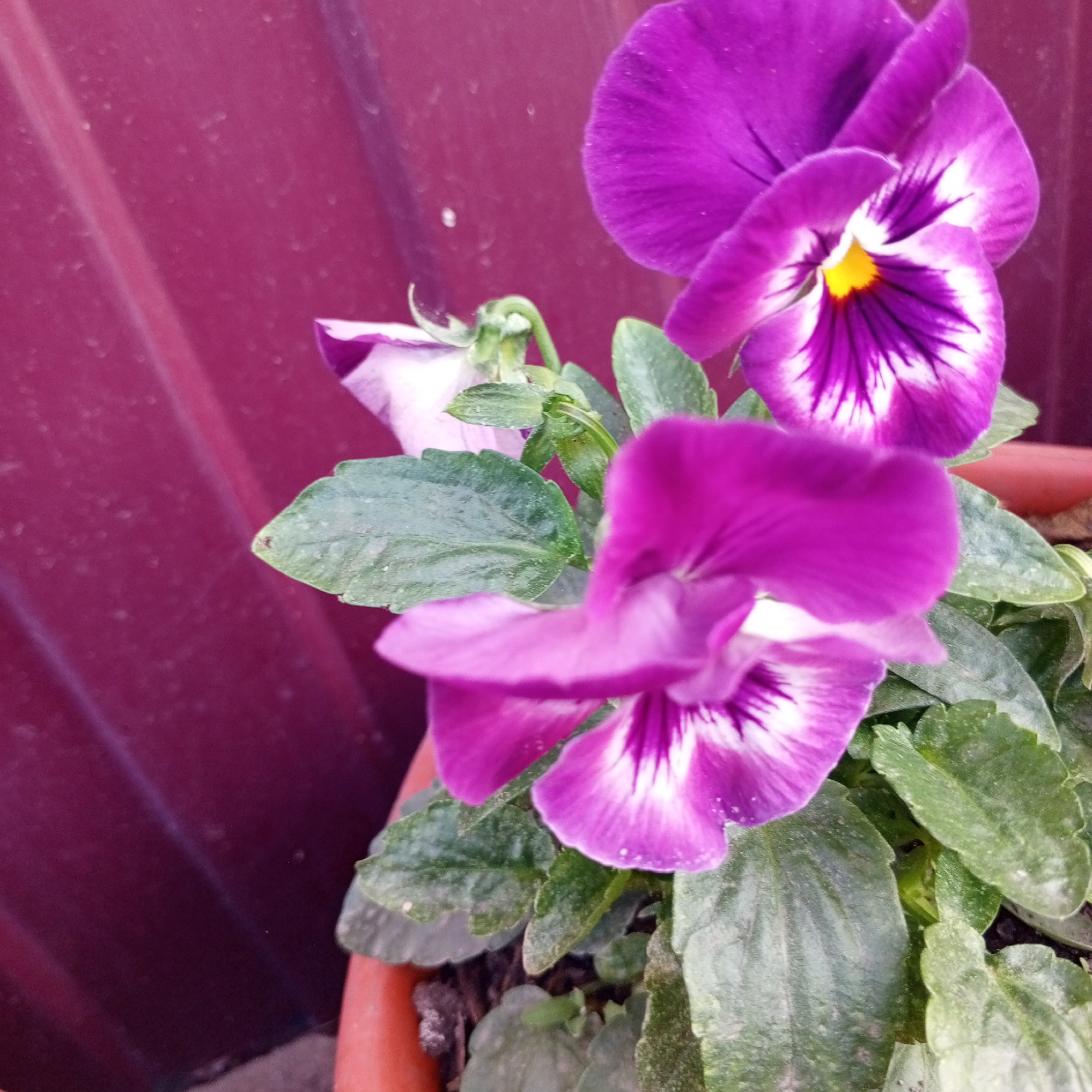 This is a close-up, slightly blurry, eye-level photograph of several purple pansies in a terracotta pot against a burgundy-colored, corrugated metal background. The flowers are the primary subjects, with one large, prominent flower in the foreground and another, larger flower partially visible at the top of the frame. The flowers have white markings on their lower petals and dark purple veins radiating from a yellow center. Green leaves with a dusty texture are visible beneath the flowers. The overall lighting is soft and diffused, casting no harsh shadows. There are no people or animals present in the image. The background appears to be an outdoor surface, possibly a fence or a wall, with a textured pattern. Given the location of Sayanogorsk, Russia, this scene might be from a garden, balcony, or windowsill.