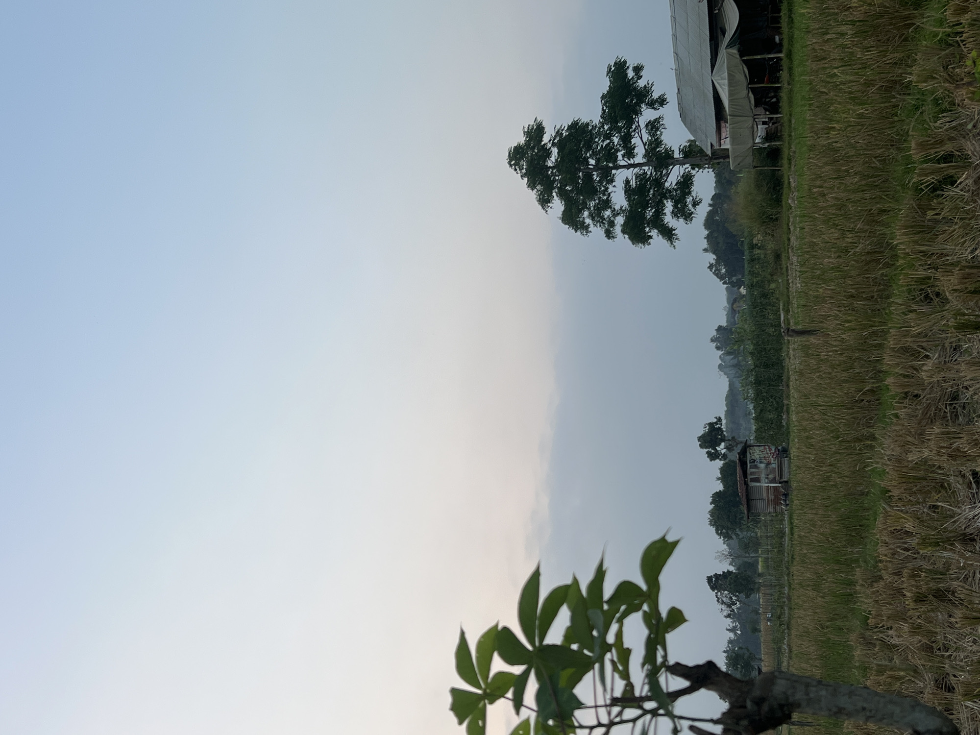The image captures a rural landscape, likely in Tlogoadi, Indonesia, at dusk. The sky transitions from a pale blue at the top to a hazy, lighter shade towards the horizon, with a few faint clouds visible. In the foreground, the left side features a blurred, close-up view of green leaves and branches from a plant. The middle ground displays a field of dried, harvested crops, appearing as stubble. A small, weathered wooden structure with a corrugated roof stands in the distance amidst the field, flanked by some vegetation and trees. To the right of this structure, a tall, dark green tree with a full canopy is prominent. Further to the right, a larger building with a metal roof is partially visible, with a covered area extending from it, sheltering what appears to be a motorcycle and other indistinct objects. The overall scene suggests a quiet, possibly agricultural setting.