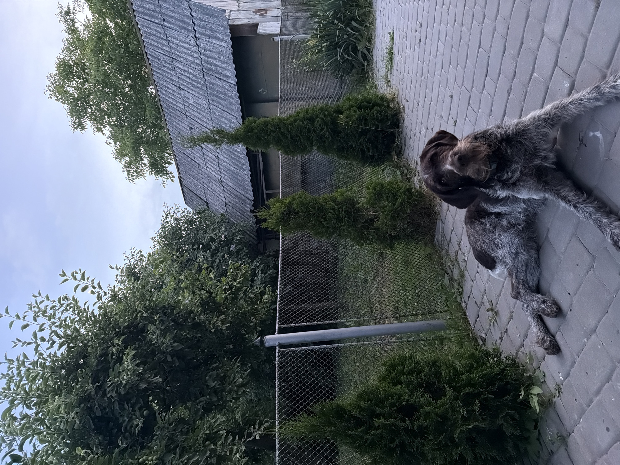 In an outdoor setting, a brown and white dog with shaggy fur lies on a paved patio. The dog is positioned in the foreground, facing the viewer. Behind the dog, a chain-link fence runs horizontally across the frame, separating the patio from a grassy area. Several evergreen shrubs are planted along the fence. In the background, a rustic wooden building with a corrugated roof stands under a twilight sky. The environment suggests a rural or suburban backyard. The image is a full-shot photograph of the dog and its surroundings.