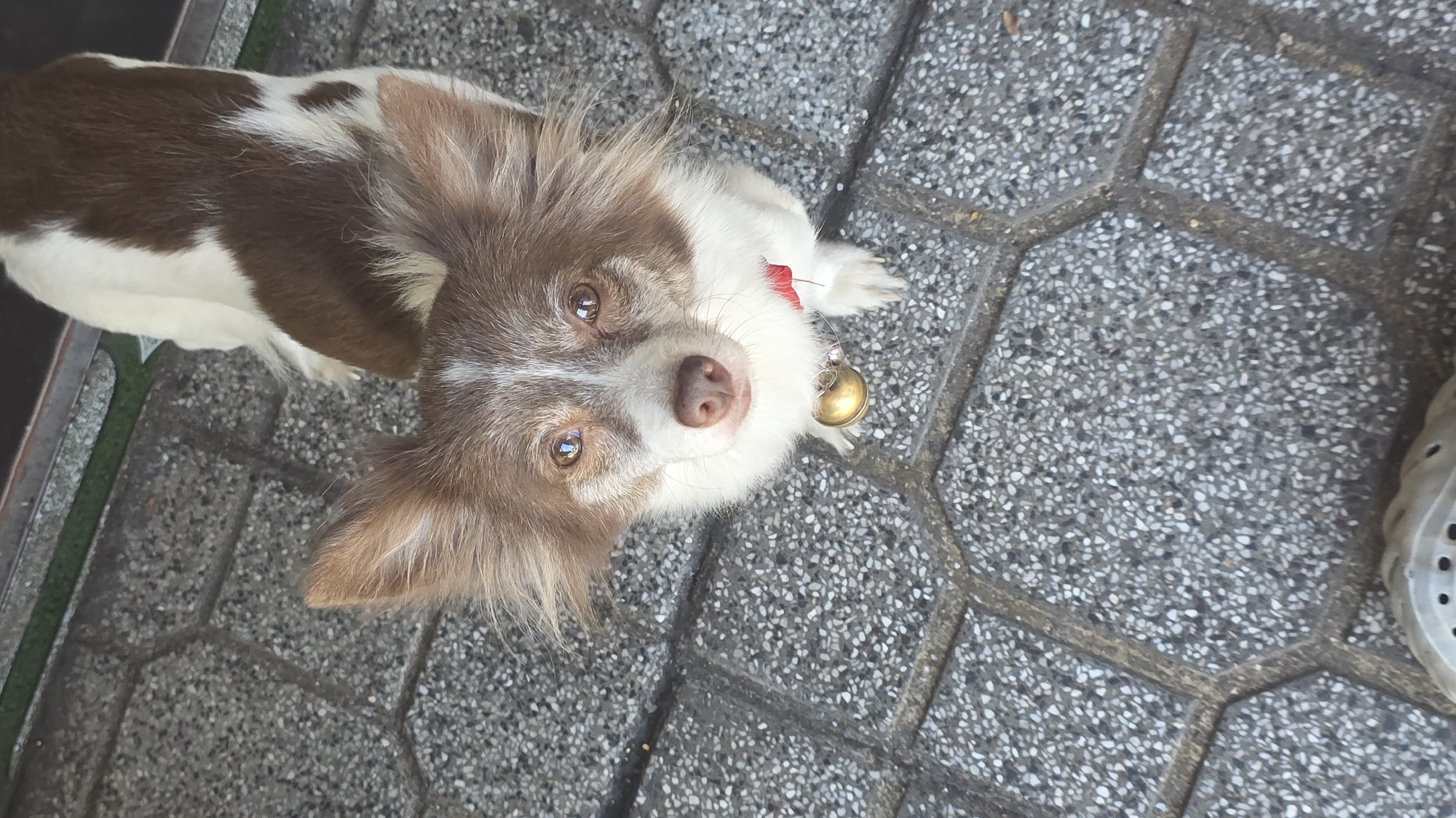 A small, long-haired dog, bicolored brown and white, is observed from an overhead angle, gazing directly upward towards the camera. The dog exhibits prominent, feathered brown ears and a white face with a dark brown nose and dark, reflective eyes. A red collar adorned with a brass bell is present on its neck, resting near its visible front paws. The dog is positioned on a paved ground surface composed of grey, interlocking hexagonal tiles containing white aggregate. The upper background features a dark, shadowed area with a narrow green strip at its edge, likely indicating a doorway or entrance. No specific landmarks or identifying features are present within the image to determine an exact location within Nha Trang, Vietnam.