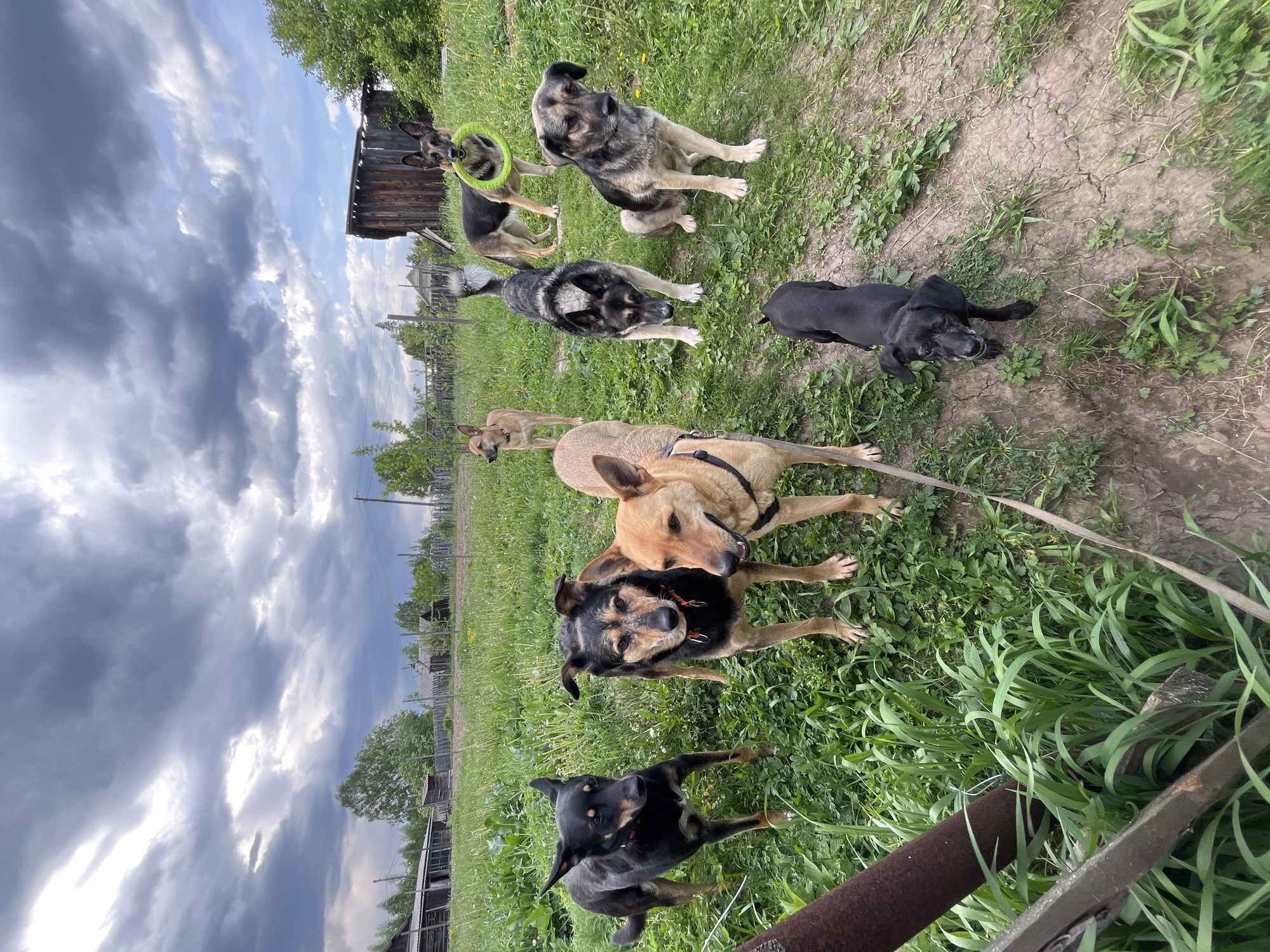 The image shows a group of eight dogs of various breeds in a grassy, rural setting. The dogs are a mix of colors including black, brown, and gray. One dog holds a green ring toy. Behind the dogs is a weathered wooden building and a fence line, suggesting a farm or village location. The sky is overcast with dramatic storm clouds. The location cannot be definitively determined as Nizhny Tagil, Russia, as no specific identifying features are visible.