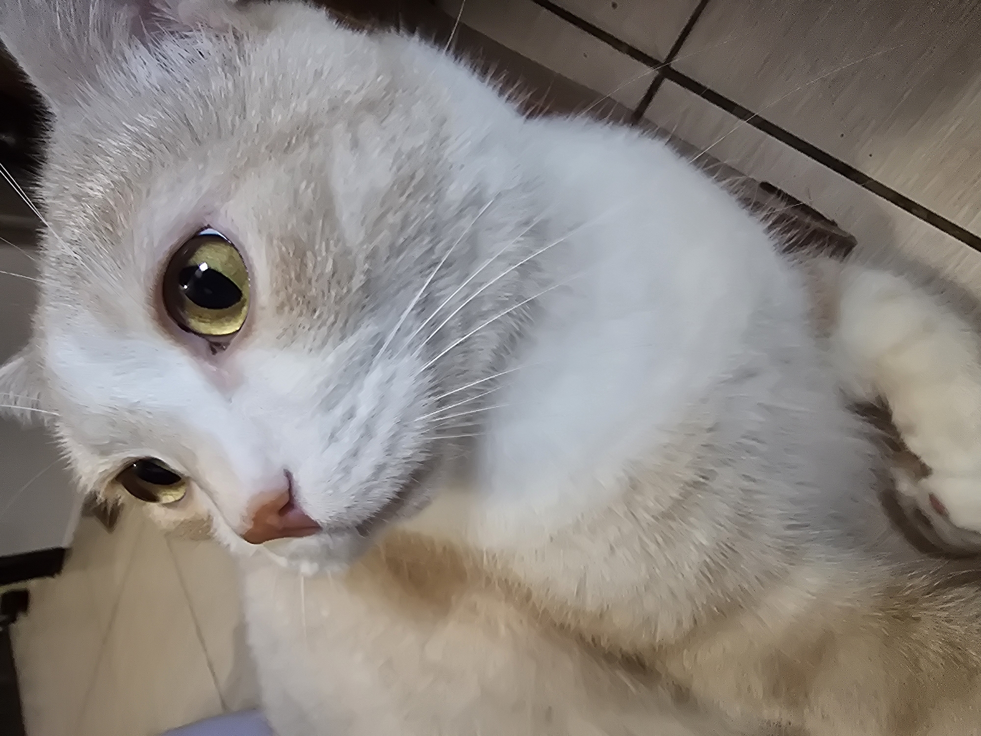 A close-up, eye-level shot shows a cat with pale orange and white fur. The cat is lying down on a tiled floor. Its left eye is prominent, a bright yellow-green with a dark pupil. The cat's nose is pink, and its whiskers are long and white. The background is blurred, but shows a hint of flooring and a dark vertical object. The lighting is soft and natural. The location is not discernible from the image.