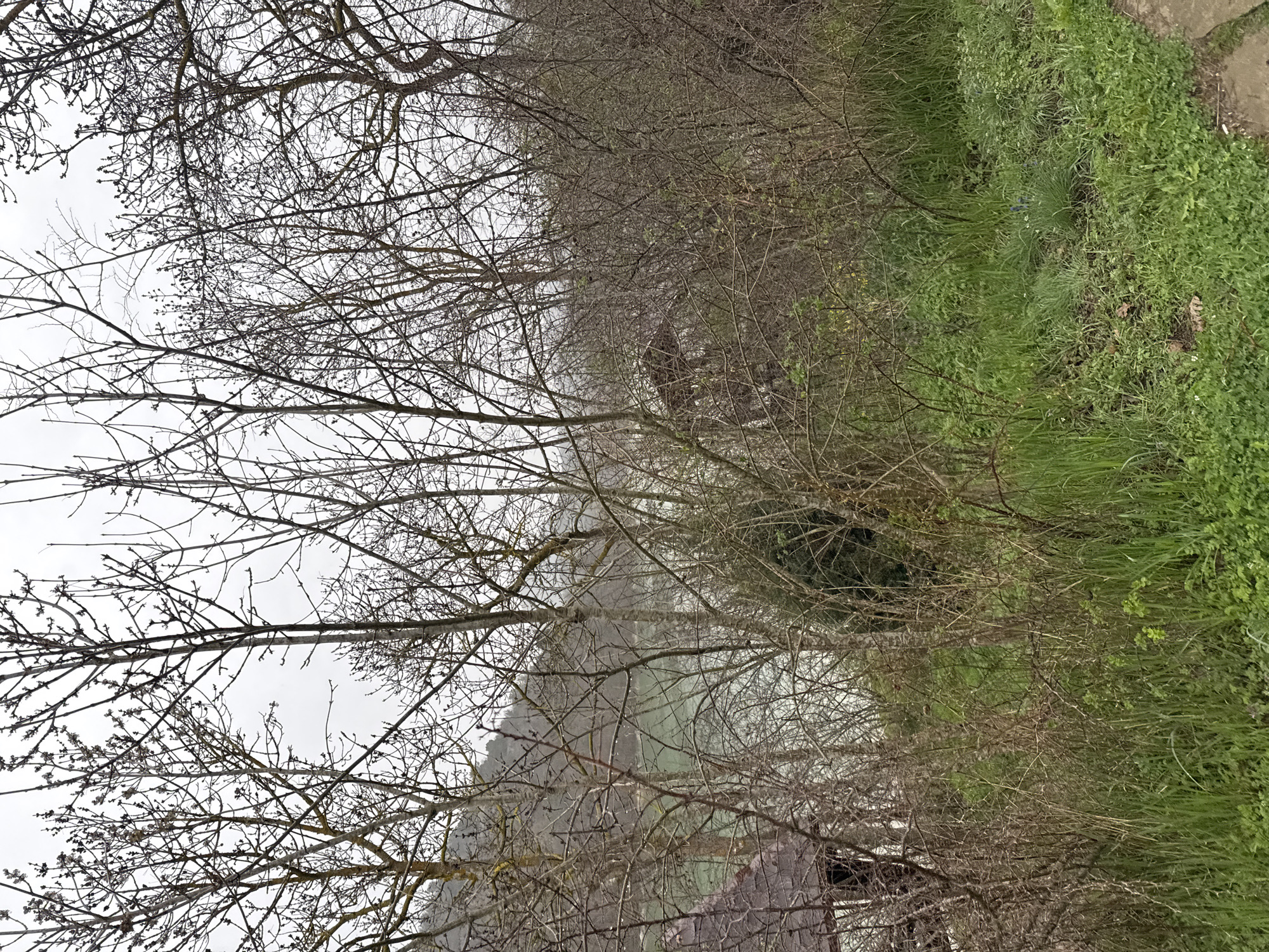 The image shows a landscape scene in Sukko, Russia. The foreground is dominated by bare trees and branches against a cloudy sky. Below the trees, there's a mix of brown, dried vegetation and patches of green grass and foliage. In the middle ground, a body of water can be seen, possibly a lake or bay, obscured by the trees and haze. Some building structures, possibly roofs, are visible in front of the body of water. The scene suggests a rural or semi-rural setting with natural elements and limited built environment.
