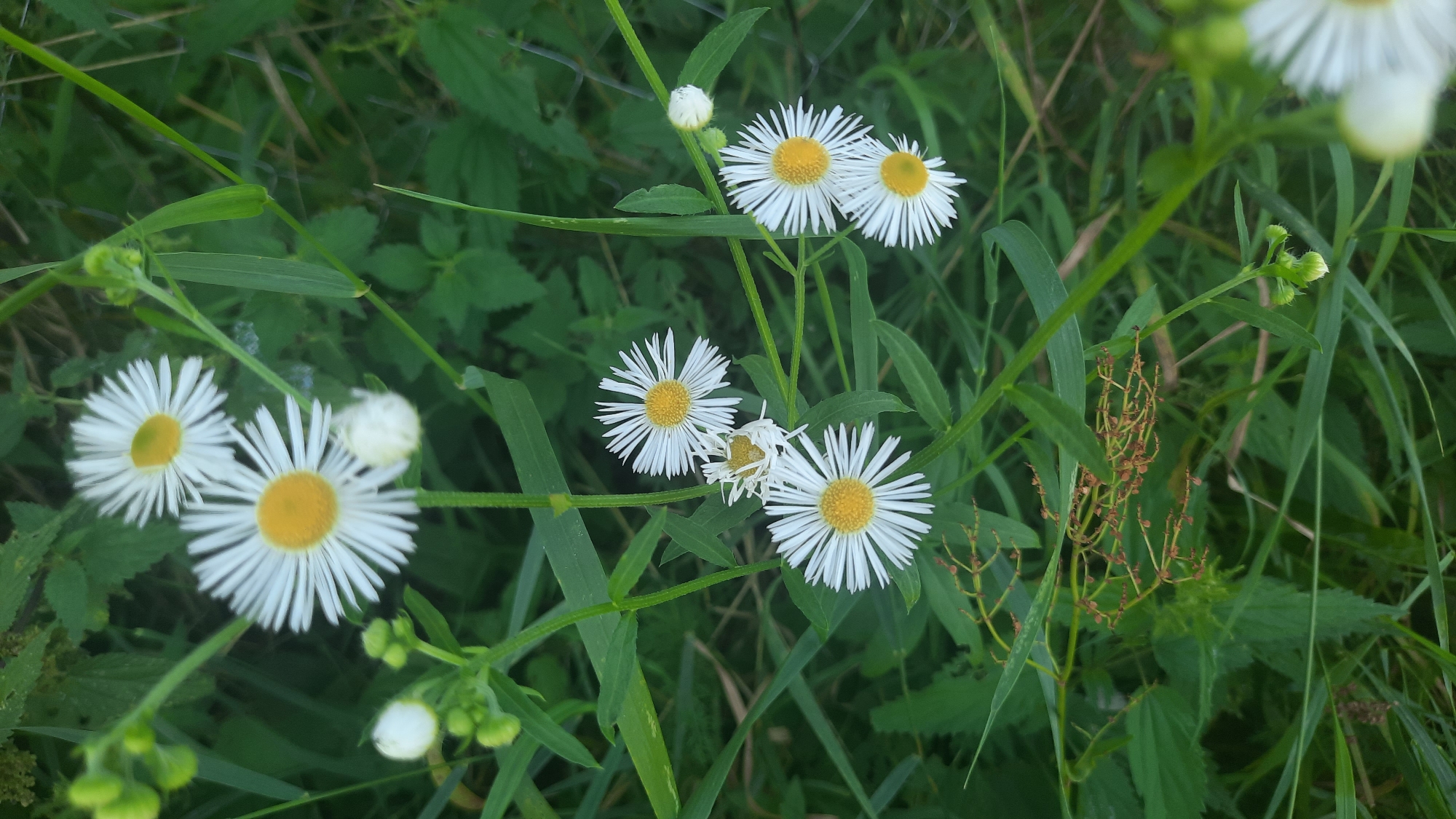 In a green, overgrown area in Shklov, Belarus, several white-petaled daisies with yellow centers are in bloom. They are surrounded by tall green grass and other foliage. Some of the daisies are fully open, while others are still buds. The lighting suggests it is daytime.