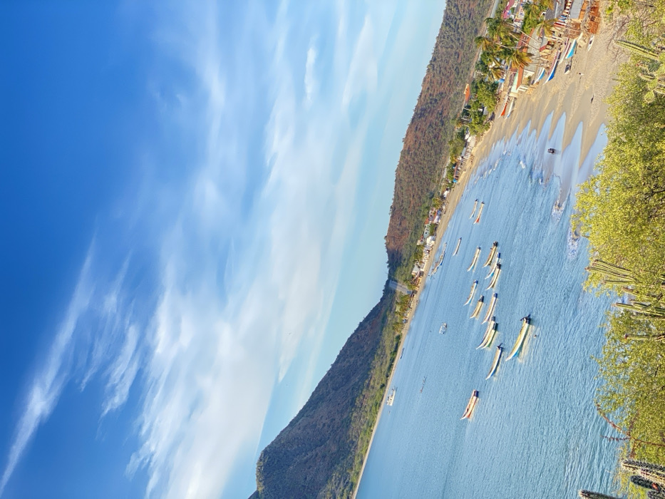 The image displays an elevated panoramic view of a coastal bay in Juan Griego, Venezuela, under a bright blue sky with scattered white clouds. The foreground consists of dense, arid vegetation, including several cacti and low green shrubs.
The central feature is a calm, light blue bay containing approximately 20-25 small, narrow boats, predominantly white, yellow, or light blue with some colored trim, either anchored or moored. One larger, white boat is visible further out in the bay.
A curved sandy beach separates the water from the land, with several boats pulled onto the sand. Along the right side of the beach, a linear settlement of low-rise buildings, likely houses or small commercial structures, is visible, interspersed with palm trees. Two indistinct human figures are observed on the sandy beach in this section. A road ascends the hill behind this settlement.
The bay is flanked by two hills: a steep, dark green and brown vegetated hill on the left, and a longer, reddish-brown vegetated hill forming the backdrop for the coastal settlement on the right. The scene is uniformly illuminated by natural daylight.