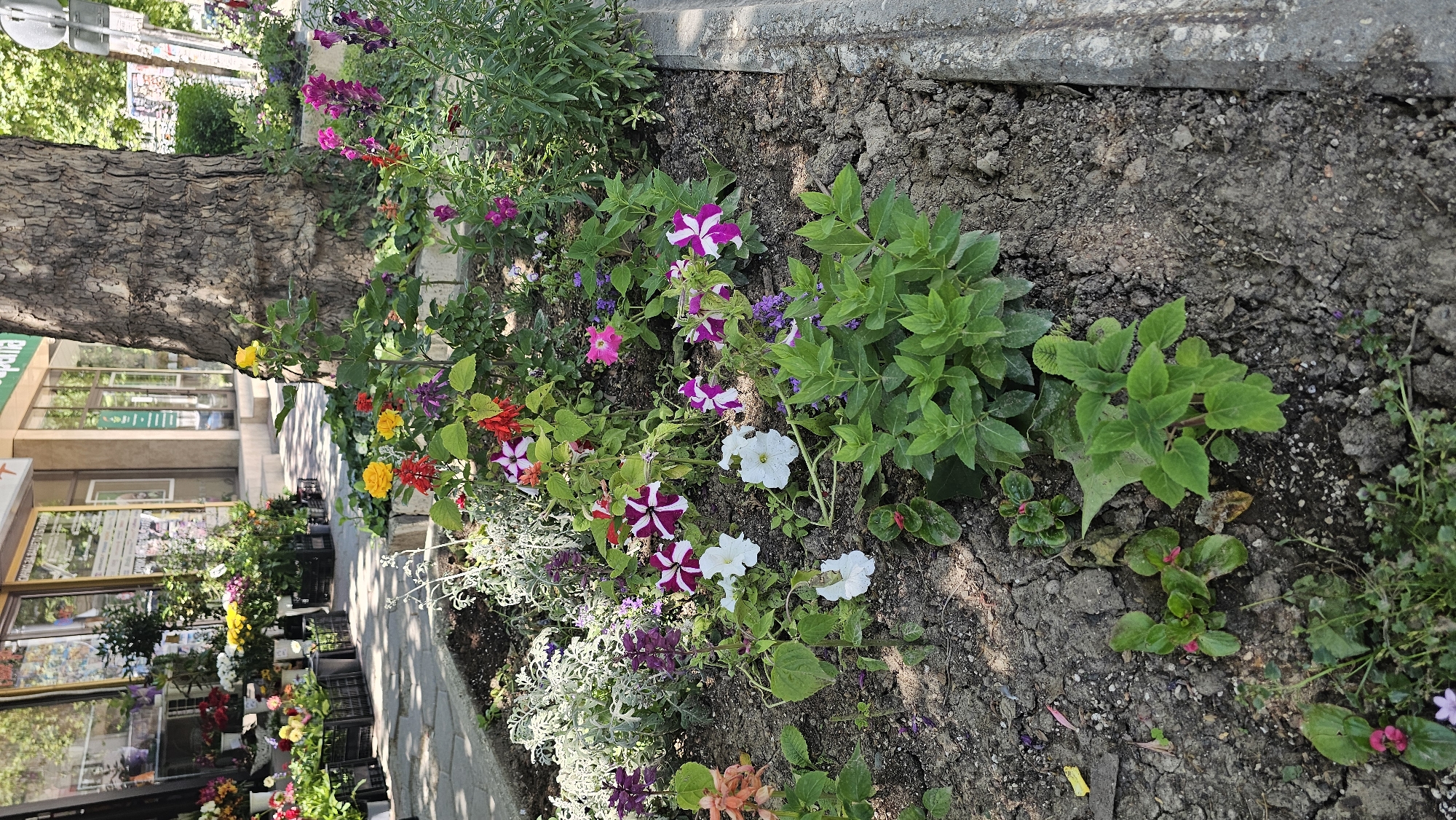 The image shows a flowerbed alongside a city street. The flowerbed is filled with various flowers, including petunias and salvia. A tree trunk is visible on the left side of the flowerbed. In the background, there is a flower shop with various plants and flowers displayed in front of the store. A sidewalk is visible between the flowerbed and the flower shop.