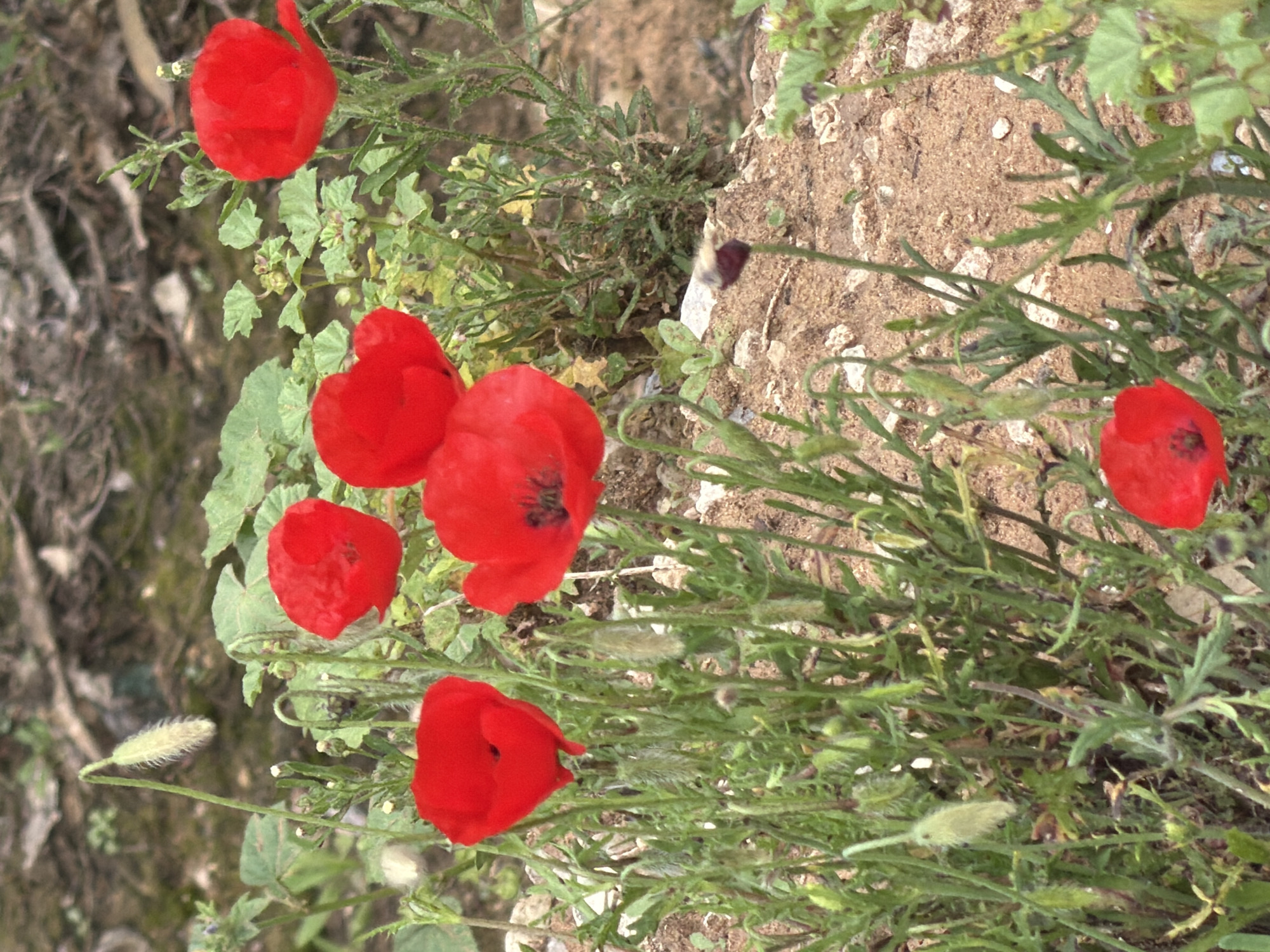The image shows a patch of red poppies growing among greenery and dirt. There are at least six poppy flowers visible, in various stages of bloom. The location is Herzliya, Israel. There are no people visible in the image. The environment appears to be a natural, uncultivated area, with rough ground and a mix of plants.