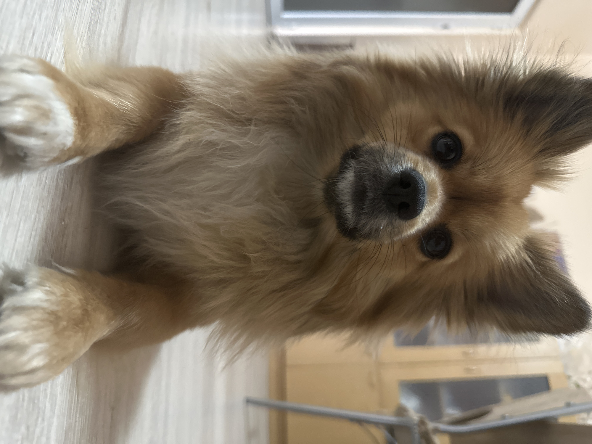 A brown dog with a dark nose and light paws lies on a light-colored wooden floor. The scene is indoors. A partial view of cabinets and a metal frame is visible in the background. The city of Plovdiv, Bulgaria, is not discernible from this image.