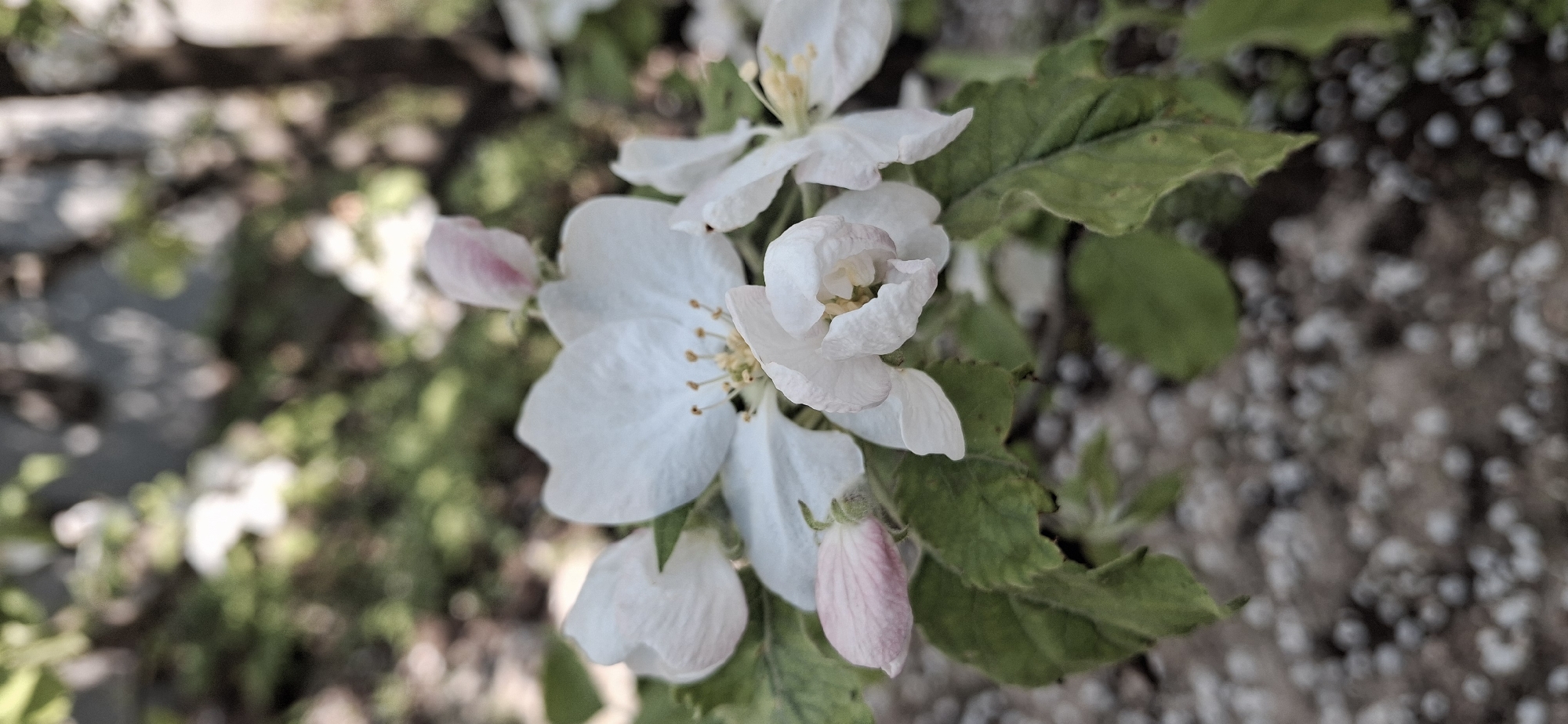 The image shows a close-up of several white and pale pink apple blossoms in varying stages of bloom. The blossoms are clustered together, interspersed with green leaves. The background consists of a blurred ground surface, possibly covered in small pebbles or debris. The location is Писарёвка, Russia.