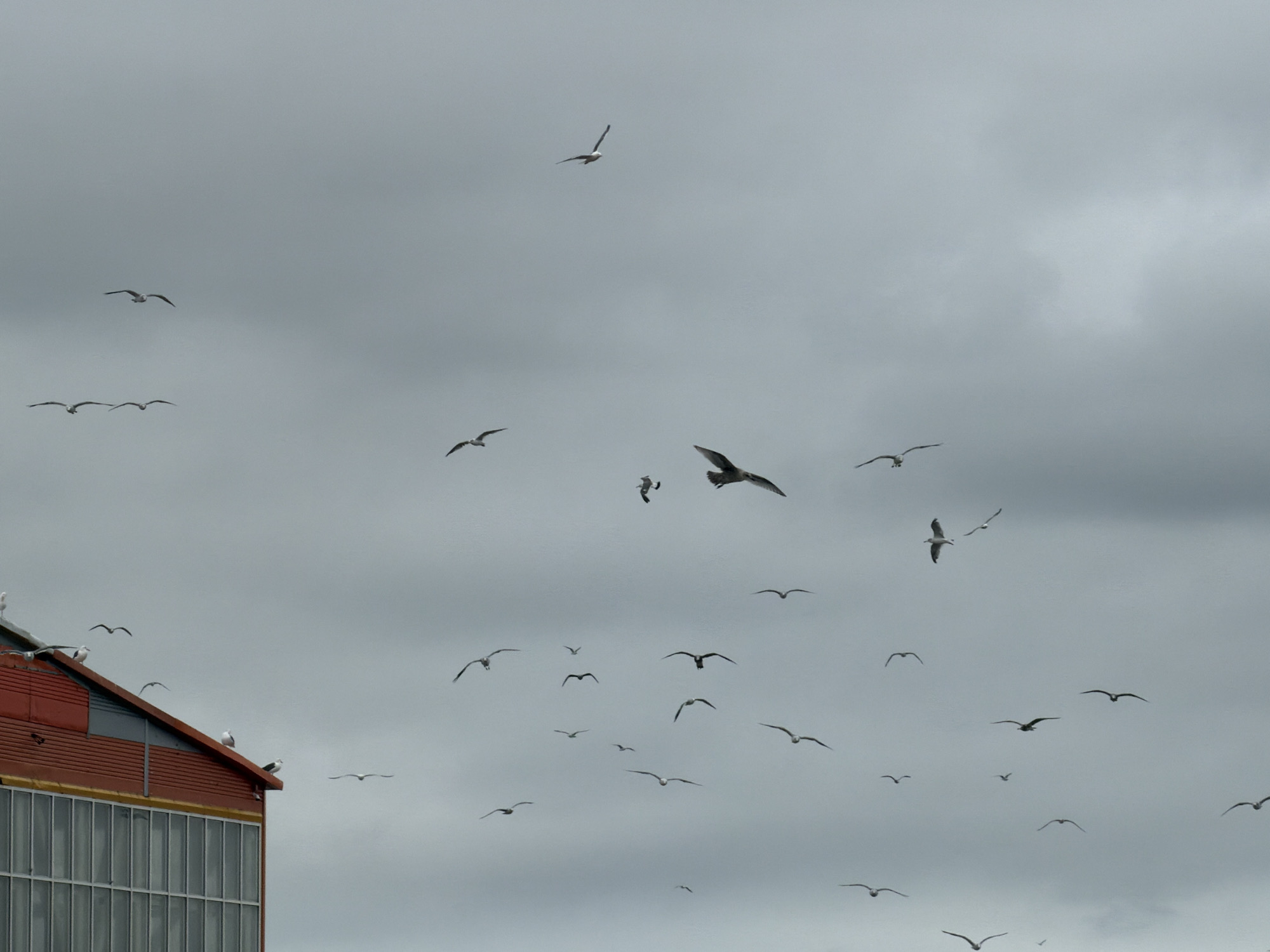 A flock of seagulls are flying in a cloudy sky above a red and orange industrial building with large glass windows. Several seagulls are perched on the roofline of the building, while others are in flight. The building appears to be located near a body of water, as indicated by the presence of seagulls, which are commonly found in coastal areas. The sky is overcast with heavy clouds, suggesting a potentially stormy or overcast day. The overall scene depicts a typical day in Yuzhno-Kurilsk, Russia, a city known for its coastal location and industrial activities.