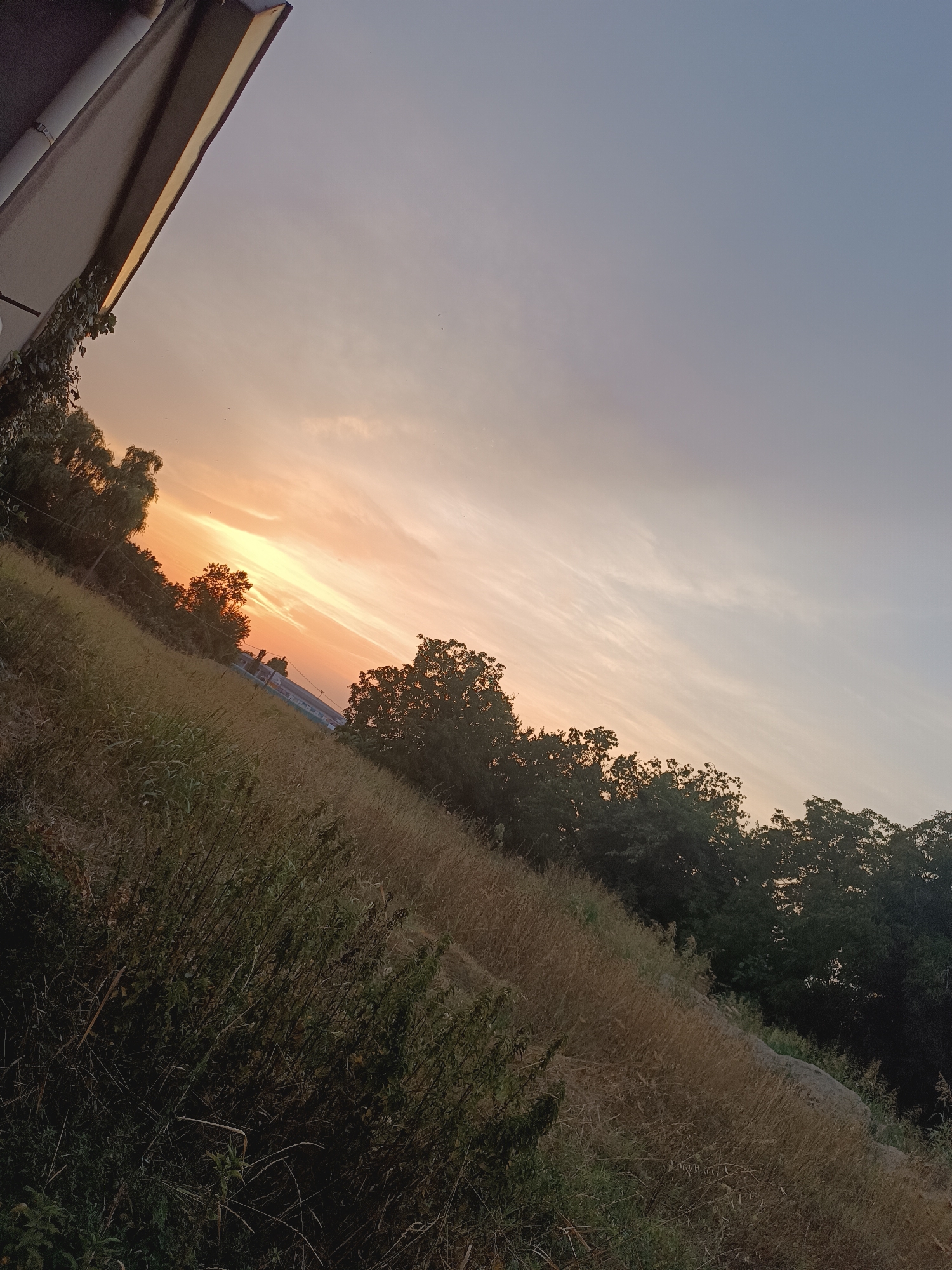 The image depicts a diagonal view of a rural landscape during a sunset. The sky displays a gradient of pale orange and soft blues, with wispy clouds indicating the setting sun. In the foreground, a field of dry, tall grass slopes upwards, interspersed with darker green foliage and bushes. A line of trees, silhouetted against the sky, runs along the upper edge of the field. To the left, a portion of a building's overhang is visible, with some ivy growing on it. In the distance, a faint structure, possibly a building with blue elements, can be discerned between the trees. The scene suggests an outdoor environment on the outskirts of a populated area, possibly Viadana, Italy, given the context. There are no people or animals visible in the image, and no explicit actions are taking place.