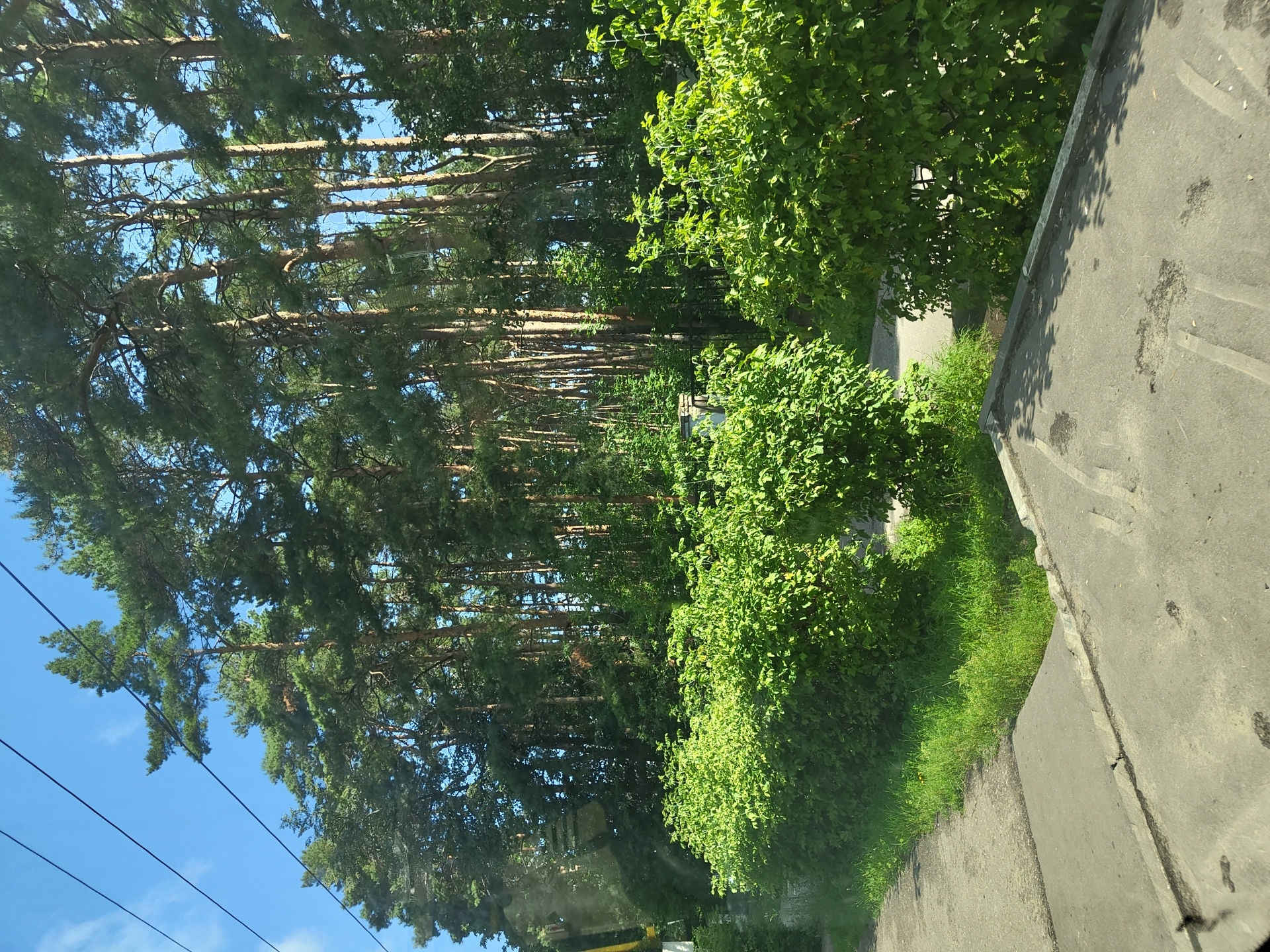 The image depicts a sunny day with a clear blue sky above a dense forest of tall pine trees. In the foreground, a paved walkway runs alongside a line of neatly trimmed green bushes. The walkway appears to be made of concrete, with some grass growing along its edge. Beyond the bushes, the pine forest stretches out, its trees reaching towards the sky. The scene is tranquil and natural, suggesting a park or a wooded area on the outskirts of a city. Based on the context provided about Zhukovsky, Russia, this scene is likely a natural area within or adjacent to the city, possibly a park or a residential area with significant green spaces. There are no people visible in the image.