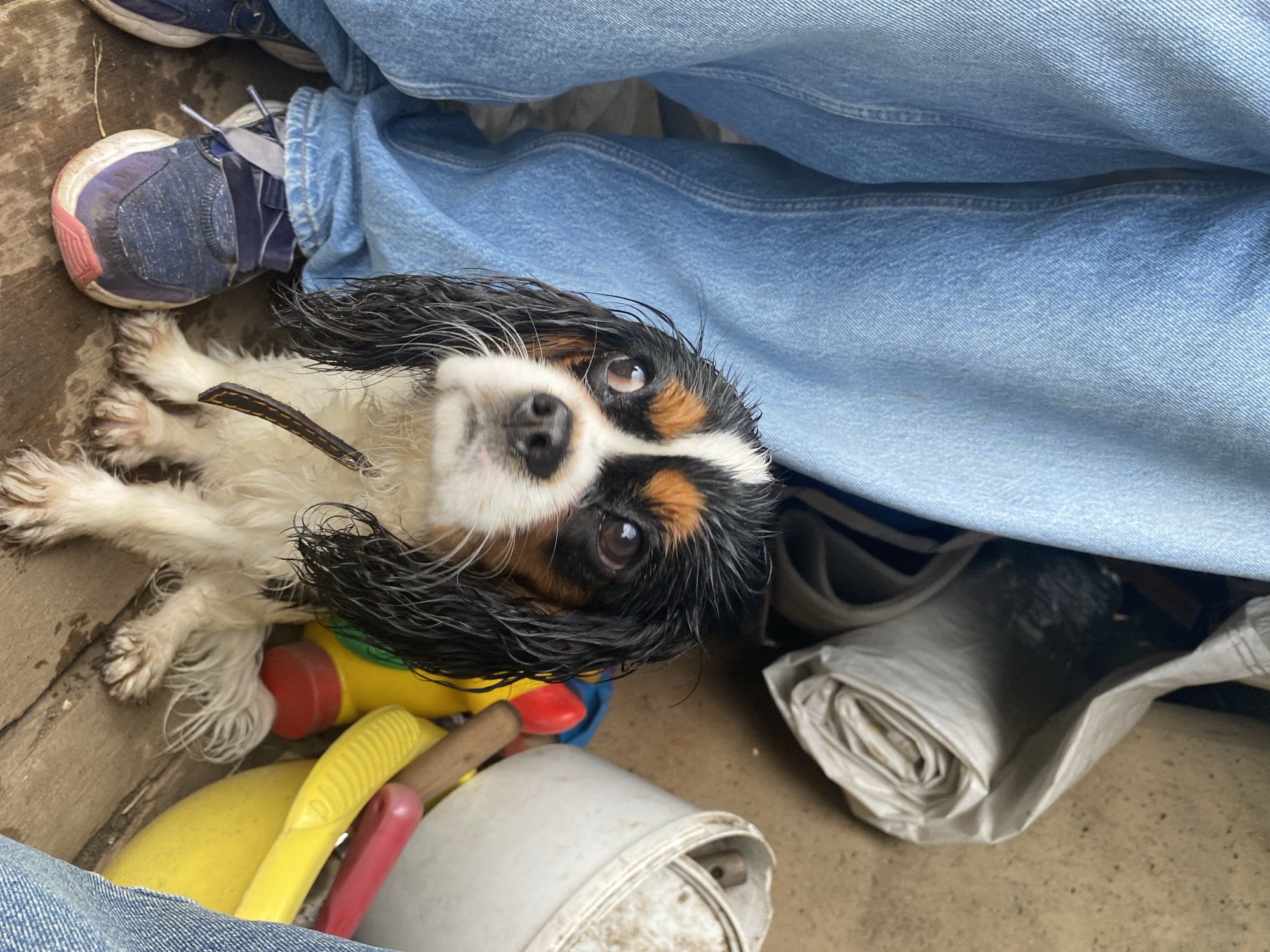 A Cavalier King Charles Spaniel dog sits on a wooden surface near the legs of a person wearing blue jeans and sneakers. The dog has black, tan, and white fur and appears wet. Behind the dog, there are several colorful plastic toys, including a yellow bucket and red and yellow scoops, and a white bucket. In the background, a large white rolled-up material is visible, and a rough, sandy-colored surface forms the backdrop. The scene is outdoors, possibly in a yard or a casual outdoor area. This image does not contain information that would allow for localization to Votkinsk, Russia.